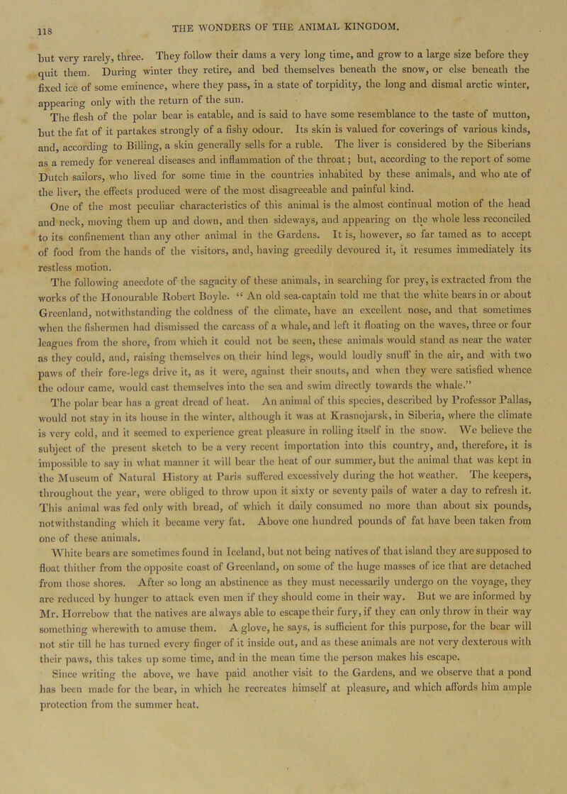 but very rarely, three. They follow their dams a very long time, and grow to a large size before they quit them. During winter they retire, and bed themselves beneath the snow, or else beneath the fixed ice of some eminence, where they pass, in a state of torpidity, the long and dismal arctic winter, appearing only with the return of the sun. Tlie flesh of the polar bear is eatable, and is said to have some resemblance to the taste of mutton, but the fat of it partakes strongly of a fishy odour. Its skin is valued for coverings of various kinds, and, according to Billing, a skin generally sells for a ruble. The liver is considered by the Siberians as a remedy for venereal diseases and inflammation of the throat; but, according to the report of some Dutch sailors, who lived for some time in the countries inhabited by these animals, and who ate of the liver, the effects produced were of the most disagreeable and painful kind. One of the most peculiar characteristics of this animal is the almost continual motion of the head and neck, moving them up and down, and then sideways, and appearing on the whole less reconciled to its confinement than any other animal in the Gardens. It is, however, so far tamed as to accept of food from the hands of the visitors, and, having greedily devoured it, it resumes immediately its restless motion. The following anecdote of the sagacity of these animals, in searching for prey, is extracted from the works of the Honourable Robert Boyle. “ An old sea-captain told me that the white bears in or about Greenland, notwithstanding the coldness of the climate, have an excellent nose, and that sometimes when the fishermen had dismissed tlie carcass of a whale, and left it floating on the waves, three or four leagues from the shore, from which it could not be seen, these animals would stand as near the water as they could, and, raising themselves on their hind legs, would loudly snuff in the air, and with two paws of their fore-legs drive it, as it were, against their snouts, and when they were satisfied whence the odour came, would cast themselves into the sea and swim directly towards the whale. ’ The polar bear has a great dread of heat. An animal of this species, described by Professor Pallas, would not stay in its house in the winter, although it was at Krasnojarsk, in Siberia, where the climate is very cold, and it seemed to experience great pleasure in rolling itself in the snow. We believe the subject of the present sketch to be a very recent importation into this country, and, therefore, it is impossible to say in what manner it will bear the heat of our summer, but the animal that was kept in the Museum of Natural History at Paris suffered excessively during the hot weather. The keepers, throughout the year, were obliged to throw upon it sixty or seventy pails of water a day to refresh it. Tills animal was fed only with bread, of which it daily consumed no more than about six pounds, notwithstanding which it became very fat. Above one hundred pounds of fat have been taken from one of these animals. ■White bears are sometimes found in Iceland, but not being natives of that island they are supposed to float thither from the opposite coast of Greenland, on some of the huge masses of ice that are detached from those shores. After so long an abstinence as they must necessarily undergo on the voyage, they arc reduced by hunger to attack even men if they should come in their way. But we are informed by Mr. Horrebow that the natives are always able to escape their fury, if they can only tlirow in their way something wherewith to amuse them. A glove, he says, is sufficient for this purpose, for the bear will not stir till he has turned every finger of it inside out, and as these animals are not very dexterous with their paws, this takes up some time, and in the mean time the person makes his escape. Since writing the above, we have paid another visit to the Gardens, and we observe that a pond lias been made for the bear, in which he recreates himself at pleasure, and which aflbrds him ample protection from the summer heat.