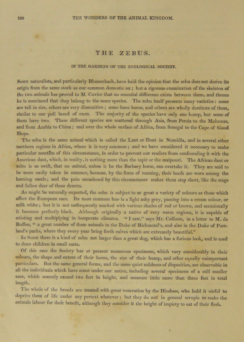 THE ZEBUS. IN THE GARDENS OF THE ZOOLOGICAL SOCIETY. Some naturalists, and particularly Blumenbach, have held the opinion that the zehu does not derive its origin from the same stock as our common domestic ox ; hut a rigorous examination of the skeleton of the two animals has proved to M. Cuvier that no essential difference exists between them, and thence he is convinced that they belong to the same species. The zebu itself presents many varieties : some are tall in size, others are very dimunitive ; some have horns, and others are wholly destitute of them, similar to our poll breed of oxen. The majority of the species have only one hump, but some of them have two. These different species are scattered through Asia, from Persia to the Moluccas, and from Arabia to China ; and over the whole surface of Africa, from Senegal to the Cape of Good Hope. The zehu is the same animal which is called the Lant or Dant in Numidia, and in several other northern regions in Africa, where it is very common ; and we have considered it necessary to make particular mentfon of this circumstance, in order to prevent our readers from confounding it with the American dant, which, in reality, is nothing more than the tapir or the maipouri. The African dant or zehu is so swift, that no animal, unless it he the Barhary horse, can overtake it. They are said to he more easily taken in summer, because, by the force of running, their hoofs are worn among the burning sands; and the pain occasioned by this circumstance makes them step short, like the stags and fallow deer of those deserts. As might he naturally expected, the zebu is subject to as great a variety of colours as those which affect the European race. Its most common hue is a light ashy grey, passing into a cream colour, or milk white; hut it is not unfrequently marked with various shades of red or brown, and occasionally it becomes perfectly black. Although originally a native of very warm regions, it is capable of existing and multiplying in temperate climates. « I saw,” says Mr. Collison, in a letter to M. de Buffon, “ a great number of these animals in the Duke of Richmond’s, and also in the Duke of Port- land’s parks, where they every year bring forth calves whieli are extremely beautiful.” In Surat there is a kind of zebu not larger than a great dog, which has a furious look, and is used to draw children in small carts. Of this race the Society has at present numerous specimens, which vary considerably in their colours, the shape and extent of their horns, the size of their hump, and other equally unimportant particulars. But the same general forms, and the same quiet mildness of disposition, are observable in all the individuals which have come under our notice, including several specimens of a still smaller race, which scarcely exceed two feet in height, and measure little more than three feet in total length. The whole of the breeds are treated with great veneration by the Hindoos, who hold it sinful to deprive them of life under any pretext whatever; but they do not in general scruple to make the animals labour for their benefit, although they consider it the height of impiety to eat of their flesh.