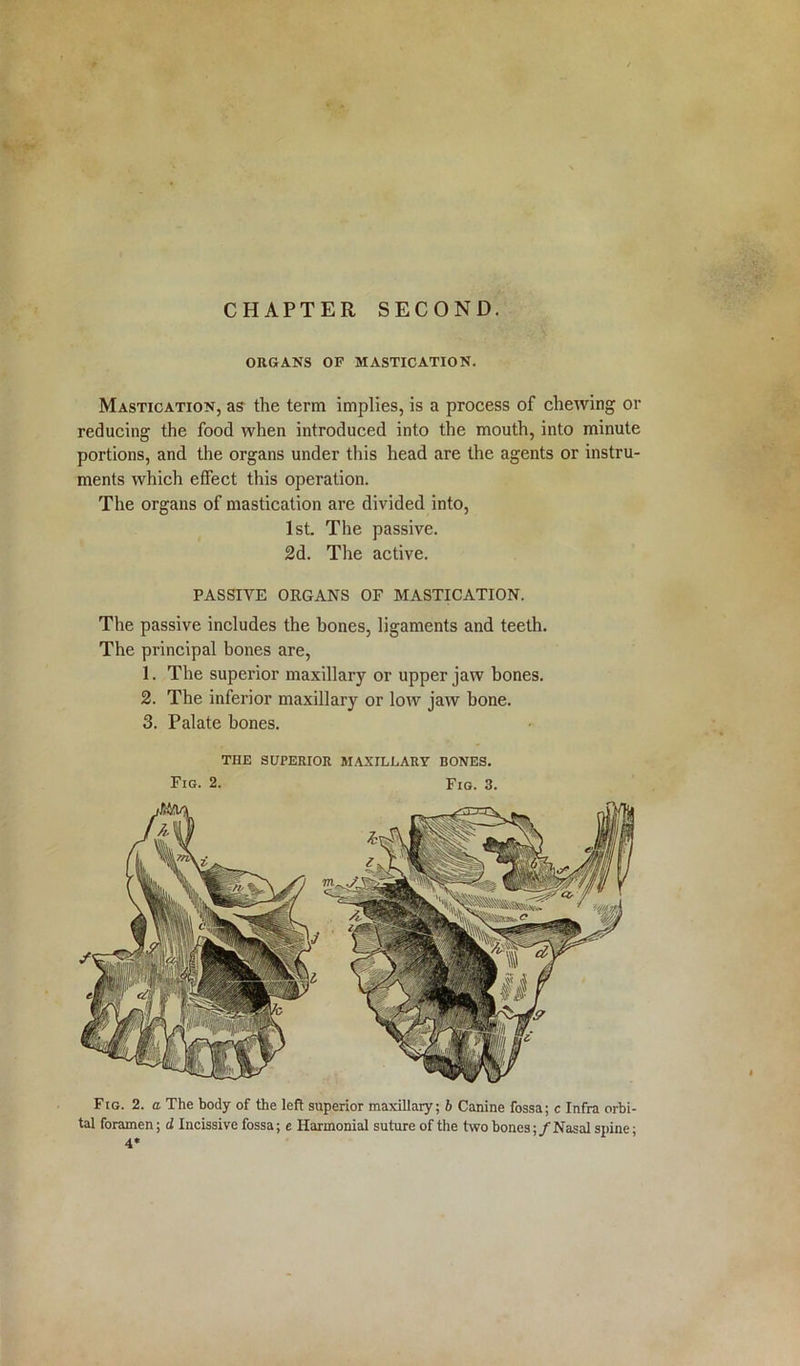 CHAPTER SECOND. ORGANS OF MASTICATION. Mastication, as the term implies, is a process of chewing or reducing the food when introduced into the mouth, into minute portions, and the organs under this head are the agents or instru- ments which effect this operation. The organs of mastication are divided into, 1st. The passive. 2d. The active. PASSIVE ORGANS OF MASTICATION. The passive includes the bones, ligaments and teeth. The principal bones are, 1. The superior maxillary or upper jaw bones. 2. The inferior maxillary or low jaw bone. 3. Palate bones. the superior maxillary bones. Fig. 2. Fig. 3. Fig. 2. a The body of the left superior maxillary; b Canine fossa; c Infra orbi- tal foramen; d Incissive fossa; e Harmonial suture of the two bones; / Nasal spine; 4*