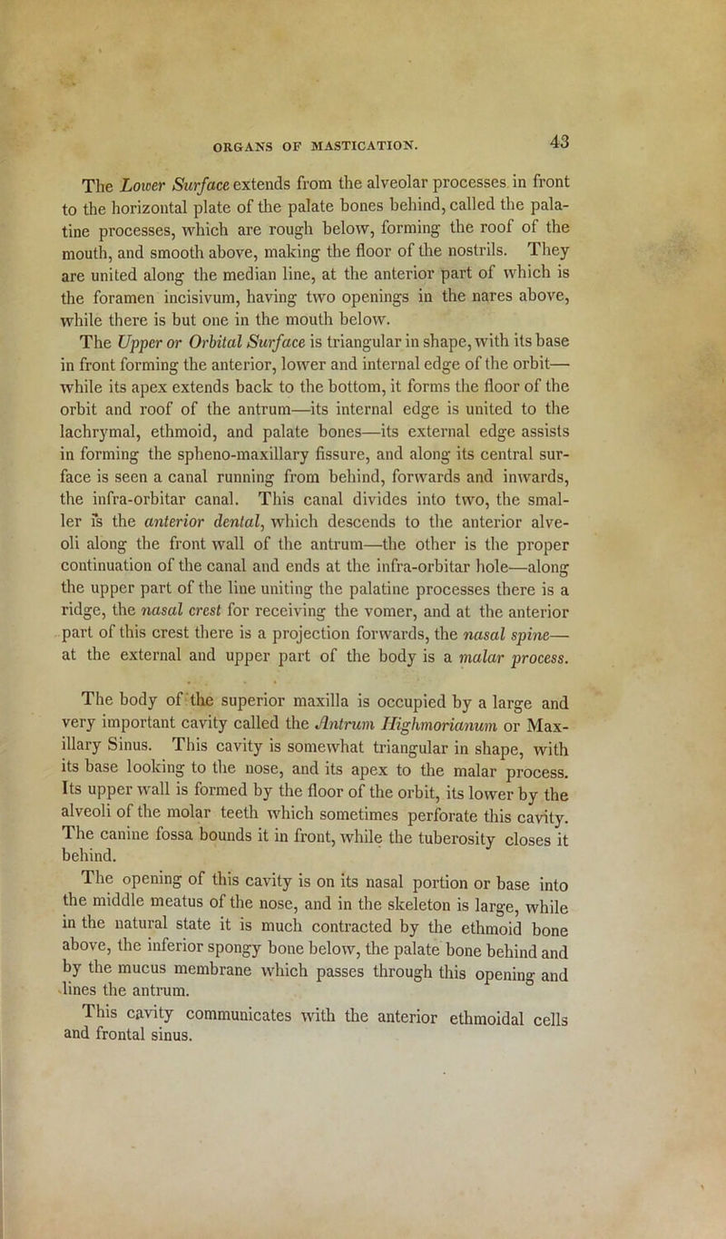 The Lower Surface extends from the alveolar processes in front to the horizontal plate of the palate bones behind, called the pala- tine processes, which are rough below, forming the roof of the mouth, and smooth above, making the floor of the nostrils. They are united along the median line, at the anterior part of which is the foramen incisivum, having two openings in the nares above, while there is but one in the mouth below. The Upper or Orbital Surface is triangular in shape, with its base in front forming the anterior, lower and internal edge of the orbit—• while its apex extends back to the bottom, it forms the floor of the orbit and roof of the antrum—its internal edge is united to the lachrymal, ethmoid, and palate bones—its external edge assists in forming the spheno-maxillary fissure, and along its central sur- face is seen a canal running from behind, forwards and inwards, the infra-orbitar canal. This canal divides into two, the smal- ler is the anterior dental, which descends to the anterior alve- oli along the front wall of the antrum—the other is the proper continuation of the canal and ends at the infra-orbitar hole—along the upper part of the line uniting the palatine processes there is a ridge, the nasal crest for receiving the vomer, and at the anterior part of this crest there is a projection forwards, the nasal spine— at the external and upper part of the body is a malar process. The body of the superior maxilla is occupied by a large and very important cavity called the Antrum Highmorianum or Max- illary Sinus. This cavity is somewhat triangular in shape, with its base looking to the nose, and its apex to the malar process. Its upper wall is formed by the floor of the orbit, its lower by the alveoli of the molar teeth which sometimes perforate this cavity. The canine fossa bounds it in front, while the tuberosity closes it behind. The opening of this cavity is on its nasal portion or base into the middle meatus of the nose, and in the skeleton is large, while in the natural state it is much contracted by the ethmoid bone above, the inferior spongy bone below, the palate bone behind and by the mucus membrane which passes through this opening and lines the antrum. This cavity communicates with the anterior ethmoidal cells and frontal sinus.