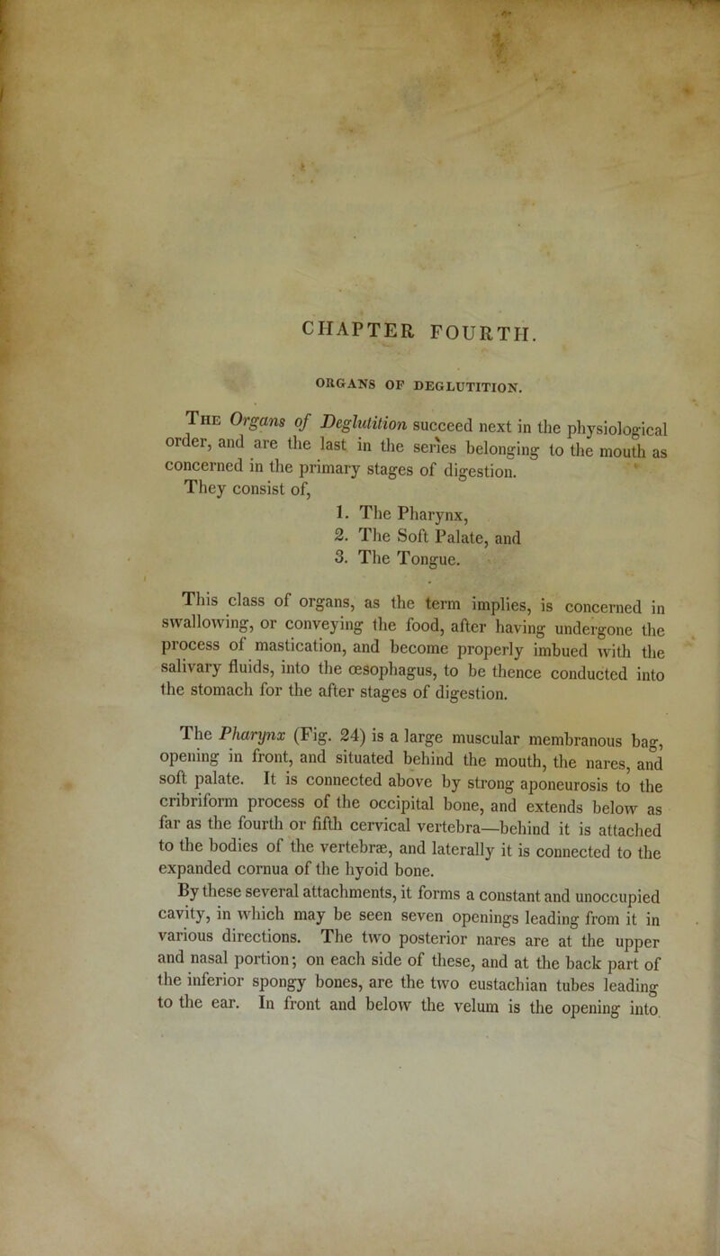 CHAPTER FOURTH. ORGANS OP DEGLUTITION. The Organs of Deglutition succeed next in the physiological order, and are the last in the series belonging to the mouth as concerned in the primary stages of digestion. They consist of, 1. The Pharynx, 2. The Soft Palate, and 3. The Tongue. This class of organs, as the term implies, is concerned in swallowing, or conveying the food, after having undergone the piocess of mastication, and become properly imbued with the salivary fluids, into the oesophagus, to be thence conducted into the stomach for the after stages of digestion. The Pharynx (Fig. 24) is a large muscular membranous bag, opening in front, and situated behind the mouth, the nares, and soft palate. It is connected above by strong aponeurosis to the cribriform process of the occipital bone, and extends below as far as the fourth or fifth cervical vertebra—behind it is attached to the bodies of the vertebrae, and laterally it is connected to the expanded cornua of the hyoid bone. By these several attachments, it forms a constant and unoccupied cavity, in which may be seen seven openings leading from it in various directions. The two posterior nares are at the upper and nasal portion; on each side of these, and at the back part of the inferior spongy bones, are the two eustachian tubes leading to the ear. In front and below the velum is the opening into