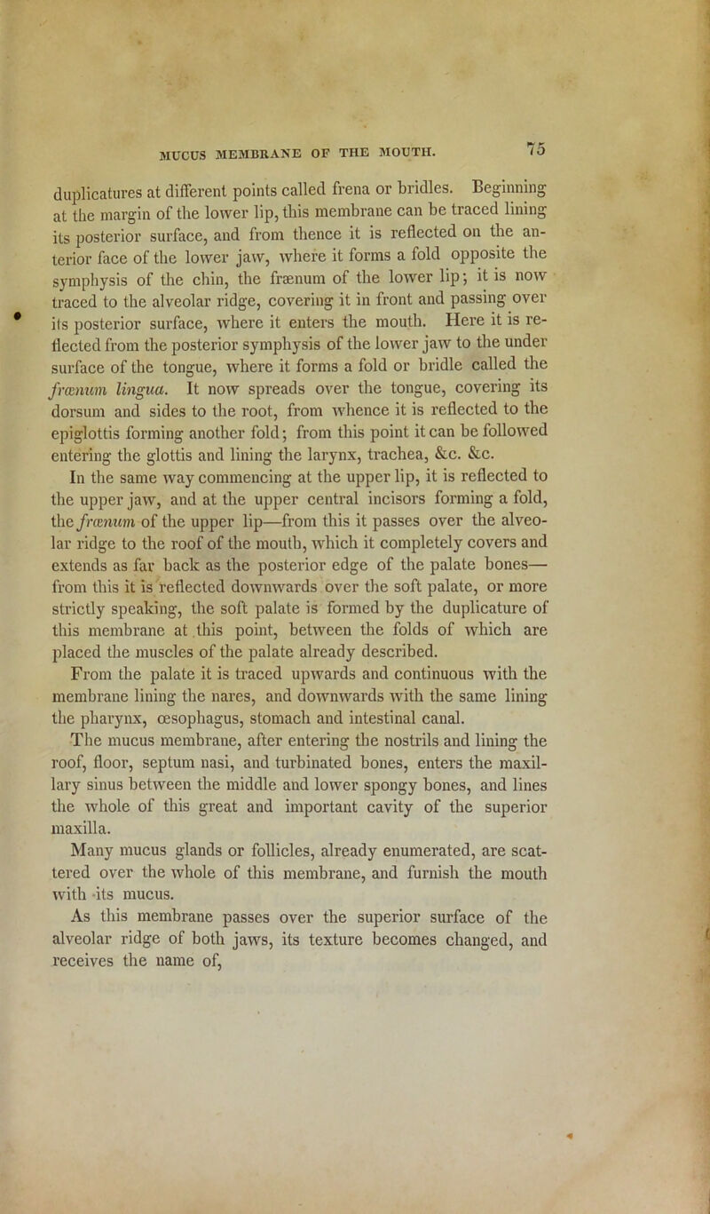 duplicatures at different points called frena or bridles. Beginning at the margin of the lower lip, this membrane can be traced lining its posterior surface, and from thence it is reflected on the an- terior face of the lower jaw, where it forms a fold opposite the symphysis of the chin, the fraenum of the lower lip; it is now traced to the alveolar ridge, covering it in front and passing over ils posterior surface, where it enters the mouth. Here it is re- flected from the posterior symphysis of the lower jaw to the under surface of the tongue, where it forms a fold or bridle called the frasnum lingua. It now spreads over the tongue, covering its dorsum and sides to the root, from whence it is reflected to the epiglottis forming another fold; from this point it can be followed entering the glottis and lining the larynx, trachea, &c. &c. In the same way commencing at the upper lip, it is reflected to the upper jaw, and at the upper central incisors forming a fold, the framum, of the upper lip—from this it passes over the alveo- lar ridge to the roof of the mouth, which it completely covers and extends as far back as the posterior edge of the palate bones— from this it is reflected downwards over the soft palate, or more strictly speaking, the soft palate is formed by the duplicature of this membrane at this point, between the folds of which are placed the muscles of the palate already described. From the palate it is traced upwards and continuous with the membrane lining the nares, and downwards with the same lining the pharynx, oesophagus, stomach and intestinal canal. The mucus membrane, after entering the nostrils and lining the roof, floor, septum nasi, and turbinated bones, enters the maxil- lary sinus between the middle and lower spongy bones, and lines the whole of this great and important cavity of the superior maxilla. Many mucus glands or follicles, already enumerated, are scat- tered over the whole of this membrane, and furnish the mouth with its mucus. As this membrane passes over the superior surface of the alveolar ridge of both jaws, its texture becomes changed, and receives the name of,