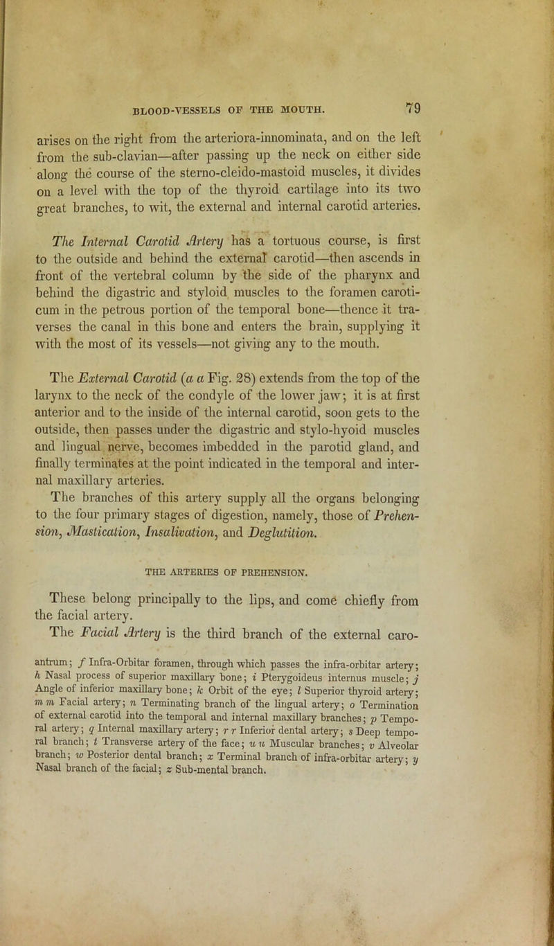 arises on the right from the arteriora-innominata, and on the left from the sub-clavian—after passing up the neck on either side along the course of the sterno-cleido-mastoid muscles, it divides on a level with the top of the thyroid cartilage into its two great branches, to wit, the external and internal carotid arteries. The Internal Carotid Artery has a tortuous course, is first to the outside and behind the external carotid—then ascends in front of the vertebral column by the side of the pharynx and behind the digastric and styloid muscles to the foramen caroti- cum in the petrous portion of the temporal bone—thence it tra- verses the canal in this bone and enters the brain, supplying it with the most of its vessels—not giving any to the mouth. The External Carotid (a a Fig. 28) extends from the top of the larynx to the neck of the condyle of the lower jaw; it is at first anterior and to the inside of the internal carotid, soon gets to the outside, then passes under the digastric and stylo-hyoid muscles and lingual nerve, becomes imbedded in the parotid gland, and finally terminates at the point indicated in the temporal and inter- nal maxillary arteries. The branches of this artery supply all the organs belonging to the four primary stages of digestion, namely, those of Prehen- sion, Mastication, Insalivation, and Deglutition. THE ARTERIES OF PREHENSION. These belong principally to the lips, and come chiefly from the facial artery. The Facial Artery is the third branch of the external caro- antrum; / Infra-Orbitar foramen, through which passes the infra-orbitar artery; h Nasal process of superior maxillary hone; t Pterygoideus internus muscle; j Angle of inferior maxillary hone; k Orbit of the eye; l Superior thyroid artery; mm Facial artery; n Terminating branch of the lingual artery; o Termination of external carotid into the temporal and internal maxillary branches; p Tempo- ral artery; q Internal maxillary artery; r r Inferior dental artery; s Deep tempo- ral branch; t Transverse artery of the face; u u Muscular branches; v Alveolar branch; w Posterior dental branch; x Terminal branch of infra-orbitar artery; y Nasal branch of the facial; z Sub-mental branch.