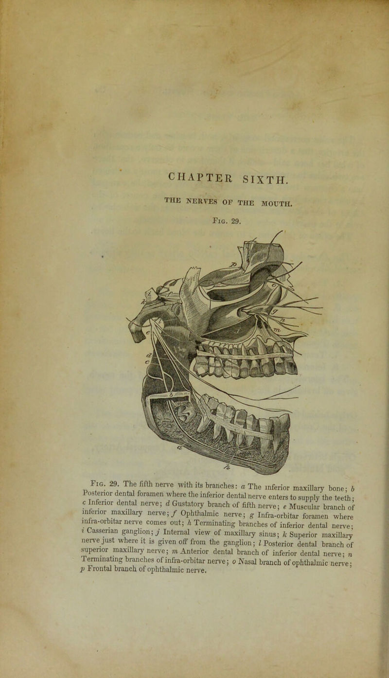 the nerves of the mouth. Fig. 29. Fig. 29 The fifth nerve with its branches: a The inferior maxillary bone; 6 Posterior dental foramen where the inferior dental nerve enters to supply the teeth • c Inferior dental nerve; d Gustatory branch of fifth nerve; c Muscular branch of interior maxillary nerve; / Ophthalmic nerve; g Infra-orbitar foramen where infra-orbitar nerve comes out; A Terminating branches of inferior dental nerve • i Cassenan ganglion;.; Internal view of maxillary sinus; k Superior maxillary nerve just where it is given off from the ganglion; l Posterior dental branch of superior maxillary nerve; m Anterior dental branch of inferior dental nerve; n Terminating branches of infra-orbitar nerve; o Kasai branch of ophthalmic nerve- j> Frontal branch of ophthalmic nerve.