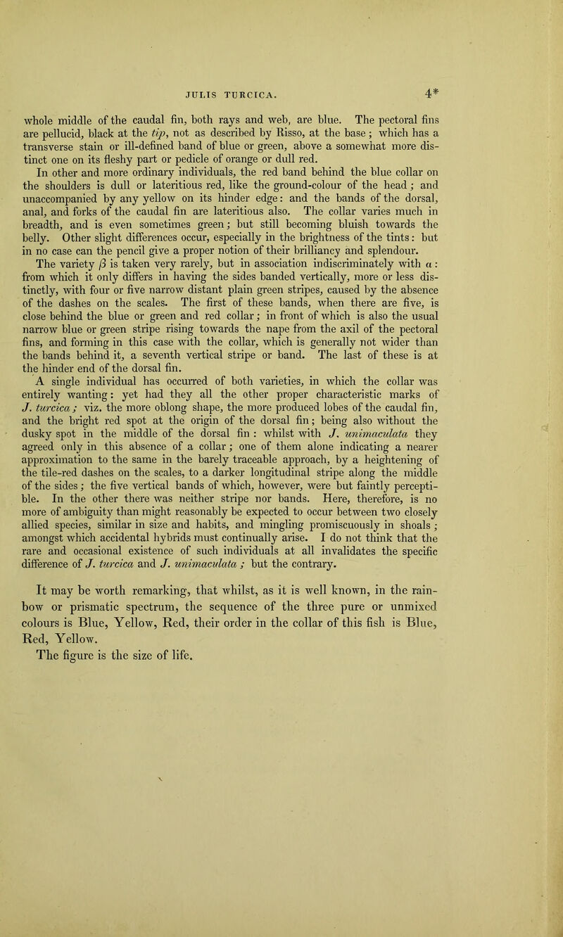 whole middle of the caudal fin, both rays and web, are blue. The pectoral fins are pellucid, black at the tip, not as described by Risso, at the base ; which has a transverse stain or ill-defined band of blue or green, above a somewhat more dis- tinct one on its fleshy part or pedicle of orange or dull red. In other and more ordinary individuals, the red band behind the blue collar on the shoulders is dull or lateritious red, like the ground-colour of the head; and unaccompanied by any yellow on its hinder edge: and the bands of the dorsal, anal, and forks of the caudal fin are lateritious also. The collar varies much in breadth, and is even sometimes green; but still becoming bluish towards the belly. Other slight differences occur, especially in the brightness of the tints: but in no case can the pencil give a proper notion of their brilliancy and splendour. The variety /3 is taken very rarely, but in association indiscriminately with a: from which it only differs in having the sides banded vertically, more or less dis- tinctly, with four or five narrow distant plain green stripes, caused by the absence of the dashes on the scales. The first of these bands, when there are five, is close behind the blue or green and red collar; in front of which is also the usual narrow blue or green stripe rising towards the nape from the axil of the pectoral fins, and forming in this case with the collar, which is generally not wider than the bands behind it, a seventh vertical stripe or band. The last of these is at the hinder end of the dorsal fin. A single individual has occurred of both varieties, in which the collar was entirely wanting: yet had they all the other proper characteristic marks of J. turcica ; viz, the more oblong shape, the more produced lobes of the caudal fin, and the bright red spot at the origin of the dorsal fin; being also without the dusky spot in the middle of the dorsal fin : whilst with J, unimaculata they agreed only in this absence of a collar; one of them alone indicating a nearer approximation to the same in the barely traceable approach, by a heightening of the tile-red dashes on the scales, to a darker longitudinal stripe along the middle of the sides; the five vertical bands of which, however, were but faintly percepti- ble. In the other there was neither stripe nor bands. Here, therefore, is no more of ambiguity than might reasonably be expected to occur between two closely allied species, similar in size and habits, and mingling promiscuously in shoals; amongst which accidental hybrids must continually arise. I do not think that the rare and occasional existence of such individuals at all invalidates the specific difference of J. turcica and J. unimaculata ; but the contrary. It may be worth remarking, that whilst, as it is well known, in the rain- bow or prismatic spectrum, the sequence of the three pure or unmixed colours is Blue, Yellow, Red, their order in the collar of this fish is Blue, Red, Yellow. The figure is the size of life.