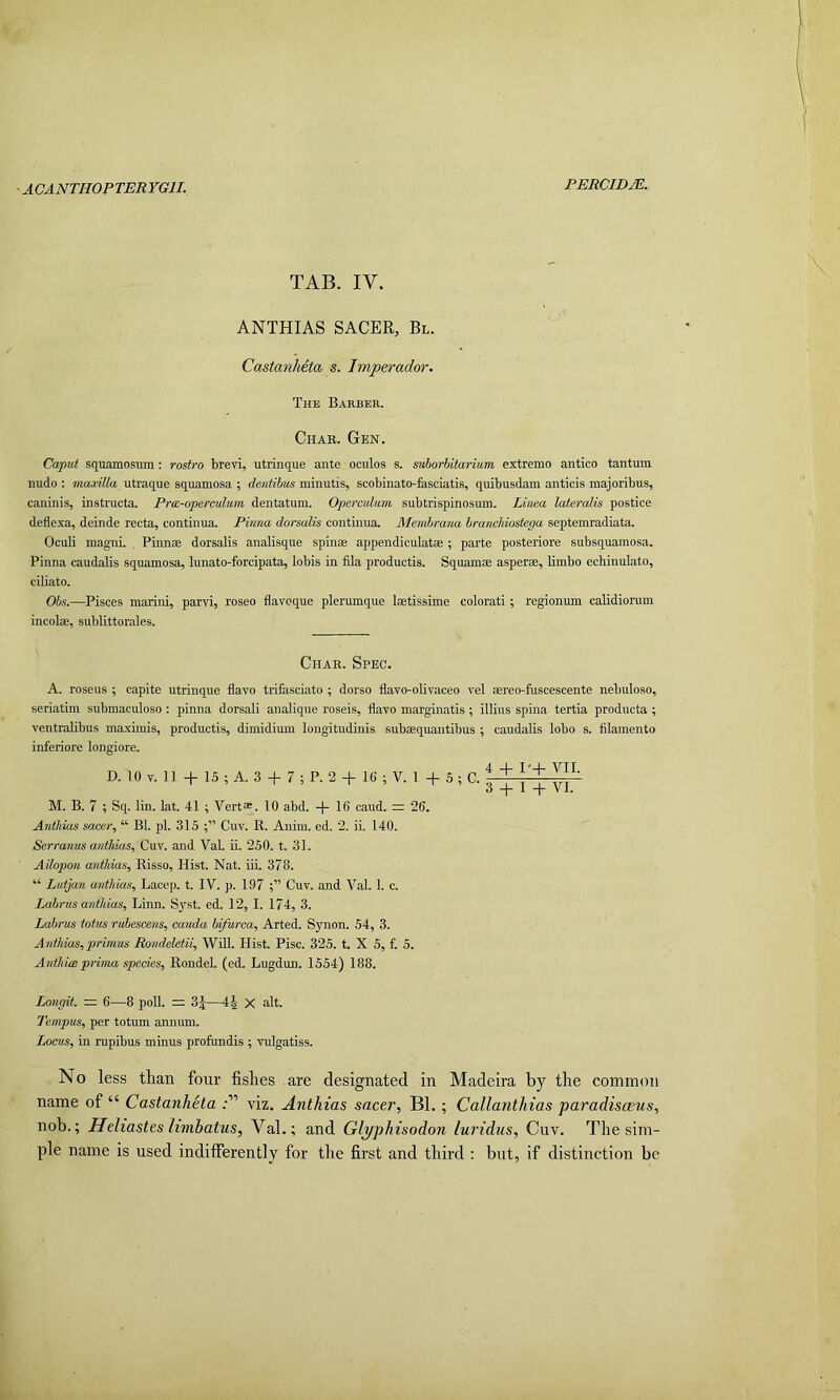 ACANTHOPTERYGII. TAB. IV. ANTHIAS SACER, Bl. Castanlieta s. Imperador. The Barber. Chab. Gen. Caput squamosum: rostro brevi, utrinque ante oculos s. suhorbitarium extreme antico tantum nudo : moLodUa utraque squamosa ; dentibus minutis, scobinato-fasciatis, quibusdam anticis majoribus, caninis, instructa. Pre-operculum dentatum. Operculum subtrispinosum. Lima lateralis postice deflexa, deinde recta, continua. Pinna dorsalis continua. Membrana brancldostega septemradiata. Oculi magni. , Pinnae dorsalis analisque spinae appendiculatae ; parte posteriore subsquaraosa. Pinna caudalis squamosa, lunato-forcipata, lobis in fila productis. Squam® asper®, limbo echinulato, ciliato. Obs.—Pisces marini, parvi, roseo flavoque plerumque Imtissime colorati ; regionum calidiorum incol®, sublittorales. Char. Spec. A. roseus ; capite utrinque flavo trifasciato ; dorso flavo-olivaceo vel ®reo-fuscescente nebuloso, seriatim submaculoso : pinna dorsali analique roseis, flavo marginatis ; illius spina tertia producta ; ventralibus maximis, productis, dimidium longitudinis submquantibus ; caudalis lobo s. filamento inferiore longiore. D. 10 V. 11 + IS ; A. 3 + 7 ; P. 2 + 16 ; V. 1 + S ; C. ^ M. B. 7 ; Sq. lin. lat. 41 ; Vert*. 10 abd. + 16 caud. r= 26. Anihias sacer, “ Bl. pi. 315 Cuv. R. Anim. ed. 2. ii. 140. Serranus antliias, Cuv. and Val. ii. 250. t. 31. Ailopon anthias, Risso, Hist. Nat. iii. 378. “ Lutjan anthias, Lacep. t. IV. p. 197 Cuv. and Val. 1. c. Labrus anthias, Linn. Syst. ed. 12, I. 174, 3. Labrus totus rubesce?ts, cauda Infurca, Arted. Synon. 54, 3. Anthias, primus Rondeletii, Will. Hist. Pise. 325. t. X 5, f. 5. Anthiasprima species. Rondel, (ed. Lugdun. 1554) 188. Longit. = 6—8 poU. =; 3J—X alt. Tempus, per totum annum. Locus, in mpibus minus profundis ; vulgatiss. No less than four fishes are designated in Madeira by the common name of “ Castanheta viz. Anthias sneer, Bl. ; Callanthias paradisasus, nob.; Heliastes limbatus, Val.; and Glyphisodon luridus, Cuv. The sim- ple name is used indifferently for the first and third : but, if distinction be