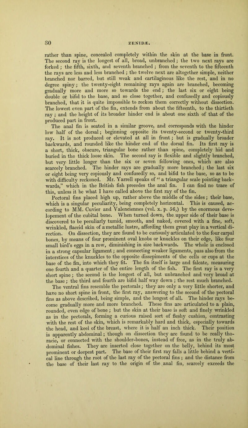 rather than spine, concealed completely within the skin at the base in front. The second ray is the longest of all, broad, unbranched; the two next rays are forked ; the fifth, sixth, and seventh branched ; from the seventh to the fifteenth the rays are less and less branched; the twelve next are altogether simple, neither branched nor barred, but still weak and cartilaginous like the rest, and in no degree spiny; the twenty-eight remaining rays again are branched, becoming gradually more and more so towards the end; the last six or eight being double or bifid to the base, and so close together, and confusedly and copiously branched, that it is quite impossible to reckon them correctly without dissection. The lowest even part of the fin, extends from about the fifteenth, to the thirtieth ray; and the height of its broader hinder end is about one sixth of that of the produced part in front. The anal fin is seated in a similar groove, and corresponds with the hinder low half of the dorsal; beginning opposite its twenty-second or twenty-third ray. It is not produced or elevated at all in front; but is gradually broader backwards, and rounded like the hinder end of the dorsal fin. Its first ray is a short, thick, obscure, triangular bone rather than spine, completely hid and buried in the thick loose skin. The second ray is flexible and slightly branched, but very little longer than the six or seven following ones, which are also scarcely branched. The hinder rays are gradually more branched; the last six or eight being very copiously and confusedly so, and bifid to the base, so as to be with difficulty reckoned. Mr. Yarrell speaks of “ a triangular scale pointing back- wards,” which in the British fish precedes the anal fin. I can find no trace of this, unless it be what I have called above the first ray of the fin. Pectoral fins placed high up, rather above the middle of the sides; their base, which is a singular peculiarity, being completely horizontal. This is caused, ac- cording to MM. Cuvier and Valenciennes (vol. x. p. 56,) by the enormous deve- lopement of the cubital bone. When turned down, the upper side of their base is discovered to be peculiarly tumid, smooth, and naked, covered with a fine, soft, wrinkled, flaccid skin of a metallic lustre, affording them great play in a vertical di- rection. On dissection, they are found to be curiouslj^ articulated to the four carpal bones, by means of four prominent oval knobs or knuckles on their edge, like four small bird’s eggs in a row, diminishing in size backwards. The whole is enclosed in a strong capsular ligament; and connecting weaker ligaments, pass also from the interstices of the knuckles to the opposite dissepiments of the cells or cups at the base of the fin, into which they fit. The fin itself is large and falcate, measuring one fourth and a quarter of the entire length of the fish. The first ray is a very short spine; the second is the longest of all, but unbranched and very broad at the base; the third and fourth are bifid half way down ; the rest much branched. The ventral fins resemble the pectorals; they are only a very little shorter, and have no short spine in front, the first ray, answering to the second of the pectoral fins as above described, being simple, and the longest of all. The hinder rays be- come gradually more and more branched. These fins are articulated to a plain, rounded, even edge of bone ; but the skin at their base is soft and finely wrinkled as in the pectorals, forming a curious raised sort of fleshy cushion, contrasting with the rest of the skin, which is remarkably hard and thick, especially towards the head, arid keel of the breast, where it is half an inch thick. Their position is apparently abdominal; though on dissection they are found to be really tho- racic, or connected with the shoulder-bones, instead of free, as in the truly ab- dominal fishes. They are inserted close together on the belly, behind its most prominent or deepest part. The base of their first ray falls a little behind a verti- cal line through the root of the last ray of the pectoral fins ; and the distance from the base of their last ray to the origin of the anal fin, scarcely exceeds the