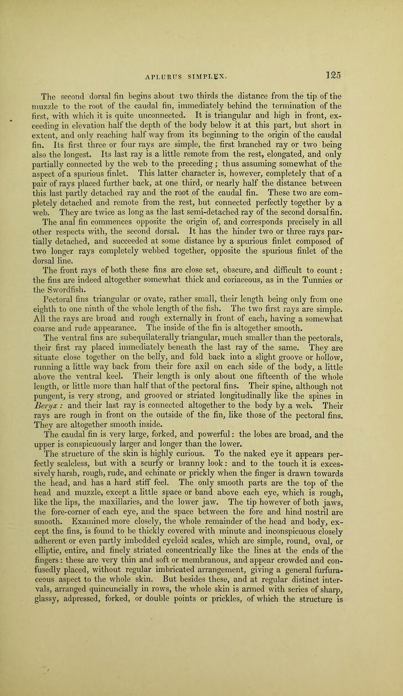The second dorsal fin begins a,bout two thirds the distance from the tip of the muzzle to tlie root of the caudal fin, immediately behind the termination of the first, with which it is quite unconnected. It is triangular and high in front, ex- ceeding in elevation half the depth of the body below it at this part, but short in extent, and only reaching half way from its beginning to the origin of the caudal fin. Its first three or four rays are simple, the first branched ray or two being also the longest. Its last ray is a little remote from the rest, elongated, and only partially connected by the web to the preceding; thus assuming somewhat of the aspect of a spurious finlet. This latter character is, however, completely that of a pair of rays placed further back, at one third, or nearly half the distance between this last partly detached ray and the root of the caudal fin. These two are com- pletely detached and remote from the rest, but connected perfectly together by a web. They are twice as long as the last semi-detached ray of the second dorsal fin. The anal fin commences opposite the origin of, and corresponds precisely in all other respects with, the second dorsal. It has the hinder two or three rays par- tially detached, and succeeded at some distance by a spurious finlet composed of two longer rays completely webbed together, opposite the spurious finlet of the dorsal line. The front rays of both these fins are close set, obscure, and difficult to count: the fins are indeed altogether somewhat thick and coriaceous, as in the Tunnies or the Swordfish. Pectoral fins triangular or ovate, rather small, their length being only from one eighth to one ninth of the whole length of the fish. The two first rays are simple. All the rays are broad and rough externally in front of each, having a somewhat coarse and rude appearance. The inside of the fin is altogether smooth. The ventral fins are subequilaterally triangular, much smaller than the pectorals, their first ray placed immediately beneath the last ray of the same. They are situate close together on the belly, and fold back into a slight groove or hollow, running a little way back from their fore axil on each side of the body, a little above the ventral keel. Their length is only about one fifteenth of the whole length, or little more than half that of the pectoral fins. Their spine, although not pungent, is very strong, and grooved or striated longitudinally like the spines in Beryx : and their last ray is connected altogether to the body by a web. Their rays are rough in front on the outside of the fin, like those of the pectoral fins. They are altogether smooth inside. The caudal fin is very large, forked, and powerful: the lobes are broad, and the upper is conspicuously larger and longer than the lower. The structure of the skin is highly curious. To the naked eye it appears per- fectly scaleless, but with a scurfy or branny look: and to the touch it is exces- sively harsh, rough, rude, and echinate or prickly when the finger is drawn towards the head, and has a hard stiff feel. The only smooth parts are the top of the head and muzzle, except a little space or band above each eye, which is rough, like the lips, the maxillaries, and the lower jaw. The tip however of both jaws, the fore-corner of each eye, and the space between the fore and hind nostril are smooth. Examined more closely, the whole remainder of the head and body, ex- cept the fins, is found to be thickly covered with minute and inconspicuous closely adherent or even partly imbedded cycloid scales, which are simple, round, oval, or elliptic, entire, and finely striated concentrically like the lines at the ends of the fingers: these are very thin and soft or membranous, and appear crowded and con- fusedly placed, without regular imbricated arrangement, giving a general furfura- ceous aspect to the whole skin. But besides these, and at regular distinct inter- vals, arranged quincuncially in rows, the whole skin is armed with series of sharp, glassy, adpressed, forked, or double points or prickles, of which the structure is