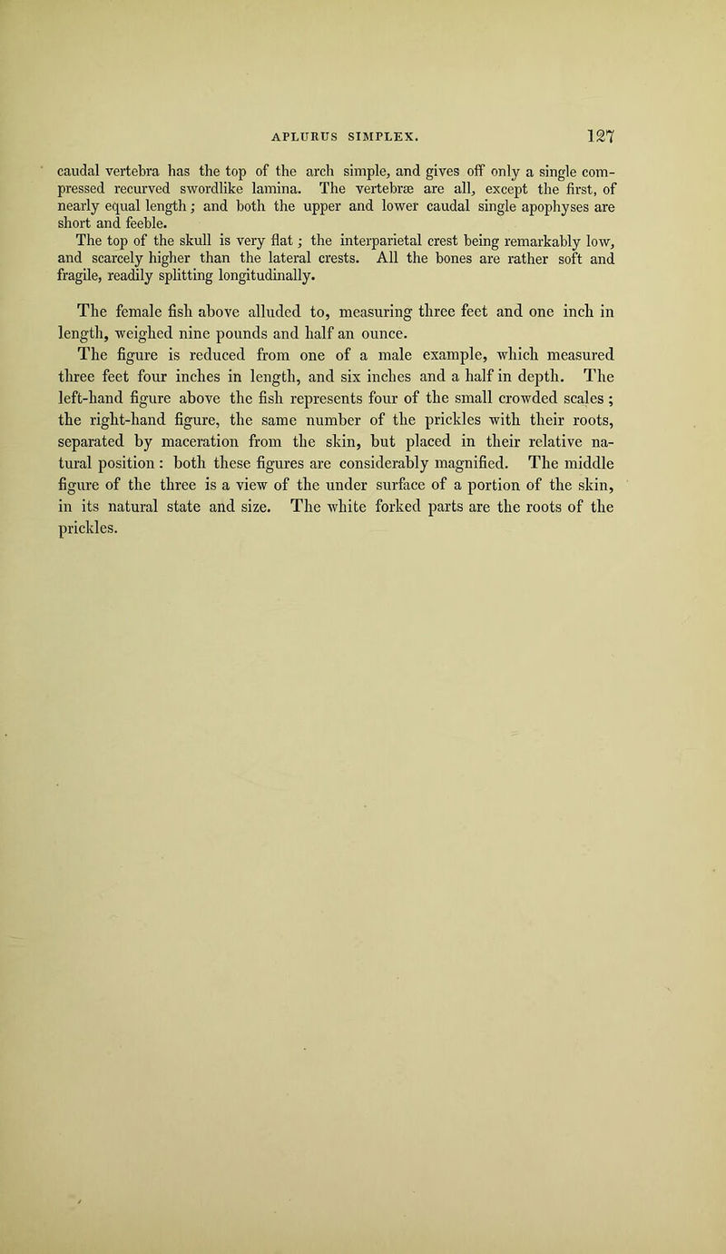 caudal vertebra has the top of the arch simple, and gives off only a single com- pressed recurved swordlike lamina. The vertebrae are all, except the first, of nearly equal length; and both the upper and lower caudal single apophyses are short and feeble. The top of the skull is very flat; the interparietal crest being remarkably low, and scarcely higher than the lateral crests. All the bones are rather soft and fragile, readily splitting longitudinally. The female fish above alluded to, measuring three feet and one inch in length, weighed nine pounds and half an ounce. The figure is reduced from one of a male example, which measured three feet four inches in length, and six inches and a half in depth. The left-hand figure above the fish represents four of the small crowded scales ; the right-hand figure, the same number of the prickles with their roots, separated by maceration from the skin, but placed in their relative na- tural position : both these figures are considerably magnified. The middle figure of the three is a view of the under surface of a portion of the skin, in its natural state and size. The white forked parts are the roots of the prickles.