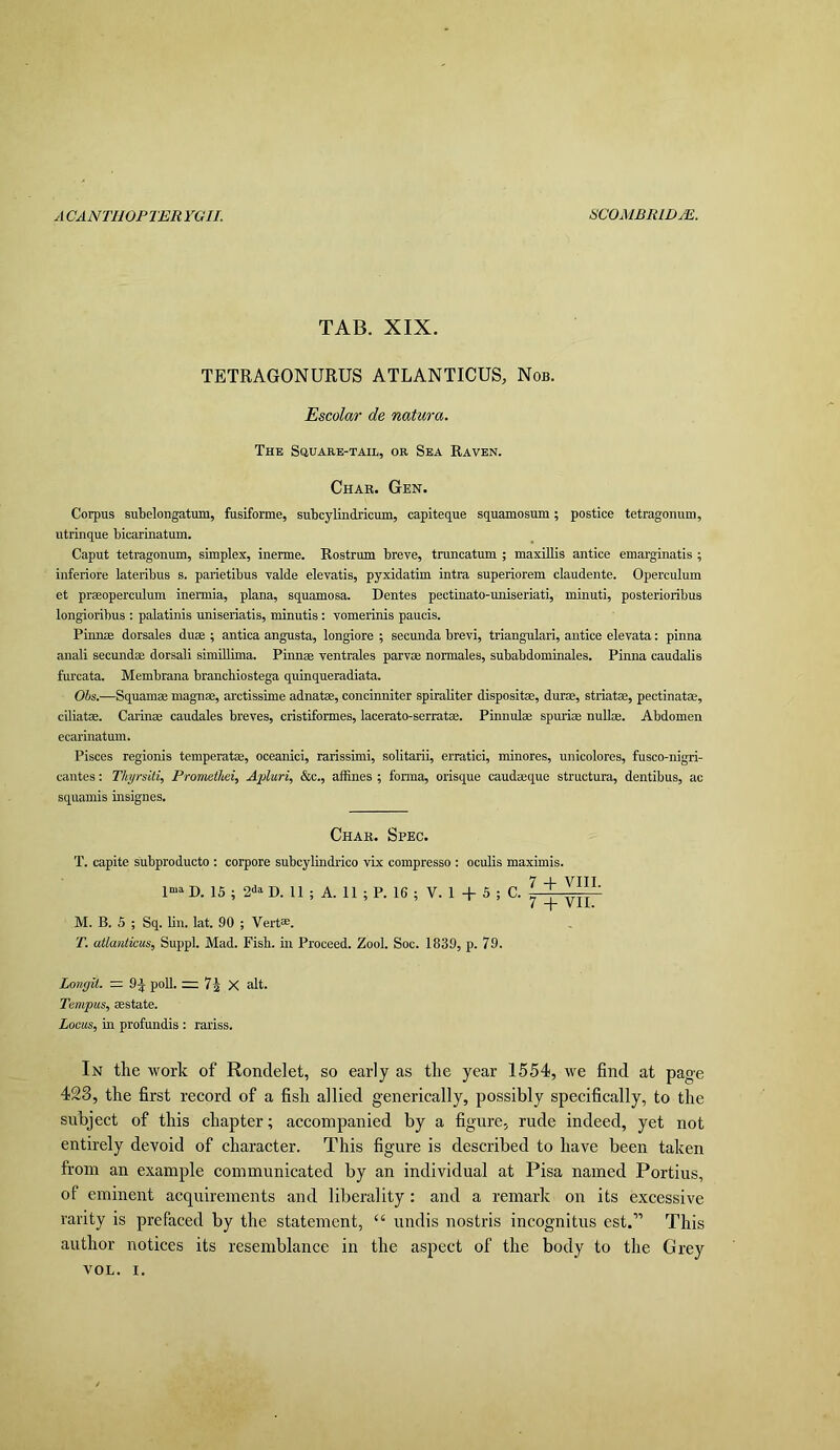 TAB. XIX. TETRAGONURUS ATLANTICUS, Nob. Escolar de natura. The Squaee-tail, or Sea Raven. Char. Gen. Corpus subelongatum, fusiforme, sulDcylindricum, capiteque squamosum; postice tetragonum, utrinque bicarinatum. Caput tetragonum, simplex, inerme. Rostrum breve, truncatum ; maxiUis antice emarginatis ; inferiore lateribus s. parietibus valde elevatis, pyxidatim intra superiorem claudente. Operculum et prseoperculum inermia, plana, squamosa. Dentes pectinato-uniseriati, minuti, posterioribus longioribus : palatinis uniseriatis, minutis : vomerinis paucis. Pinnae dorsales duae ; antica angusta, longiore ; secunda brevi, triangulari, antice elevata: pinna anali secundae dorsali simUlima. Finn® ventrales parv® normales, subabdominales. Pinna caudalis furcata. Membrana brancbiostega quinqueradiata. Obs.—Squam® magn®, arctissime adnat®, concinniter spiraliter disposit®, dur®, striat®, pectinat®, ciliat®. Carin® caudales breves, cristiformes, lacerato-serrat®. Pinnul® spuri® null®. Abdomen ecarinatum. Pisces regionis temperat®, oceanici, rarissimi, solitarii, erratici, minores, unicolores, fusco-nigri- cantes: Thyrsiti, Promethei, Apluri, &c., afiines ; formal, orisque caud®que structura, dentibus, ac squamis insignes. Char. Spec. T. capite snbproducto : corpora subcylindrico vix compresso : oculis maximis. 7 VIII I“» D. IS ; 2^^ D. II ; A. II ; P. 16 ; V. I + 5 ; C. ^ ' M. B. 5 ; Sq. bn. lat. 90 ; Vert®. T. atlanticus, Suppl. Mad. Fisb. in Proceed. Zool. Soc. 1839, p. 79. Lougii. — 9:^ poll. 7J X alt. Tempus, ®state. Locus, in profundis : rariss. In the work of Rondelet, so early as the year 1554, we find at page 428, the first record of a fish allied generically, possibly specifically, to the subject of this chapter; accompanied by a figure, rude indeed, yet not entirely devoid of character. This figure is described to have been taken from an example communicated by an individual at Pisa named Portius, of eminent acquirements and liberality: and a remark on its excessive rarity is prefaced by the statement, “ undis nostris incognitos est.” This author notices its resemblance in the aspect of the body to the Grey VOL. I.