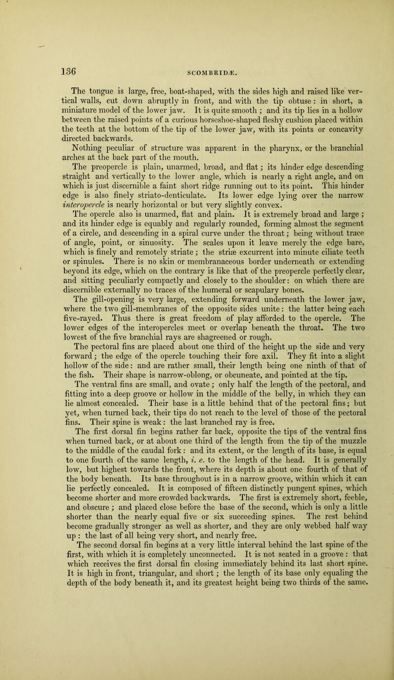 The tongue is large, free, boat-shaped, with the sides high and raised like ver- tical walls, cut down abruptly in front, and with the tip obtuse: in short, a miniature model of the lower jaw. It is quite smooth ; and its tip lies in a hollow between the raised points of a curious horseshoe-shaped fleshy cushion placed within the teeth at the bottom of the tip of the lower jaw, with its points or concavity directed backwards. Nothing peculiar of structure was apparent in the pharynx, or the branchial arches at the back part of the mouth. The preopercle is plain, unarmed, broad, and flat; its hinder edge descending straight and vertically to the lower angle, which is nearly a right angle, and on which is just discernible a faint short ridge running out to its point. This hinder edge is also finely striato-denticulate. Its lower edge lying over the narrow interopercle is nearly horizontal or but very slightly convex. The opercle also is unarmed, flat and plain. It is extremely broad and large ; and its hinder edge is equably and regularly rounded, forming almost the segment of a circle, and descending in a spiral curve under the throat; being without trace of angle, point, or sinuosity. The scales upon it leave merely the edge bare, which is finely and remotely striate; the striae excurrent into minute ciliate teeth or spinules. There is no skin or membranaceous border underneath or extending beyond its edge, which on the contrary is like that of the preopercle perfectly clear, and sitting peculiarly compactly and closely to the shoulder; on which there are discernible externally no traces of the humeral or scapulary bones. The gill-opening is very large, extending forward underneath the lower jaw, where the two gill-membranes of the opposite sides unite: the latter being each five-rayed. Thus there is great freedom of play afforded to the opercle. The lower edges of the interopercles meet or overlap beneath the throat. The two lowest of the five branchial rays are shagreened or rough. The pectoral fins are placed about one third of the height , up the side and very forward; the edge of the opercle touching their fore axil. They fit into a slight hollow of the side: and are rather small, their length being one ninth of that of the fish. Their shape is narrow-oblong, or obcuneate, and pointed at the tip. The ventral fins are small, and ovate; only half the length of the pectoral, and fitting into a deep groove or hollow in the middle of the belly, in which they can lie almost concealed. Their base is a little behind that of the pectoral fins; but yet, when turned back, their tips do not reach to the level of those of the pectoral fins. Their spine is weak; the last branched ray is free. The first dorsal fin begins rather far back, opposite the tips of the ventral fins when turned back, or at about one third of the length from the tip of the muzzle to the middle of the caudal fork; and its extent, or the length of its base, is equal to one fourth of the same length, i. e. to the length of the head. It is generally low, but highest towards the front, where its depth is about one fourth of that of the body beneath. Its base throughout is in a narrow groove, within which it can lie perfectly concealed. It is composed of fifteen distinctly pungent spines, which become shorter and more crowded backwards. The first is extremely short, feeble, and obscure ; and placed close before the base of the second, which is only a little shorter than the nearly equal five or six succeeding spines. The rest behind become gradually stronger as well as shorter, and they are only webbed half way up : the last of all being very short, and nearly free. The second dorsal fin begins at a very little interval behind the last spine of the first, with which it is completely unconnected. It is not seated in a groove; that which receives the first dorsal fin closing immediately behind its last short spine. It is high in front, triangular, and short; the length of its base only equaling the depth of the body beneath it, and its greatest height being two thirds of the same.