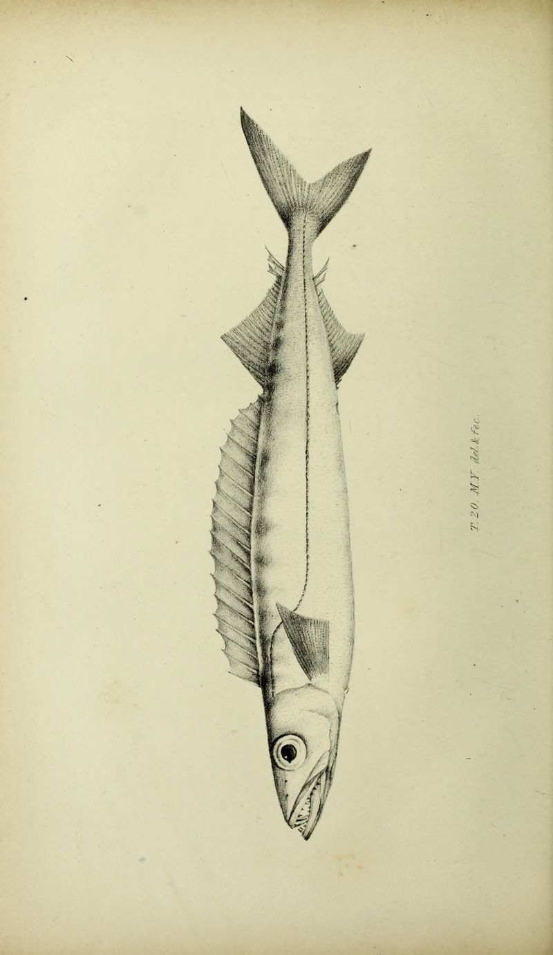 1 \ T. 20. M.T. d^l.^fec.