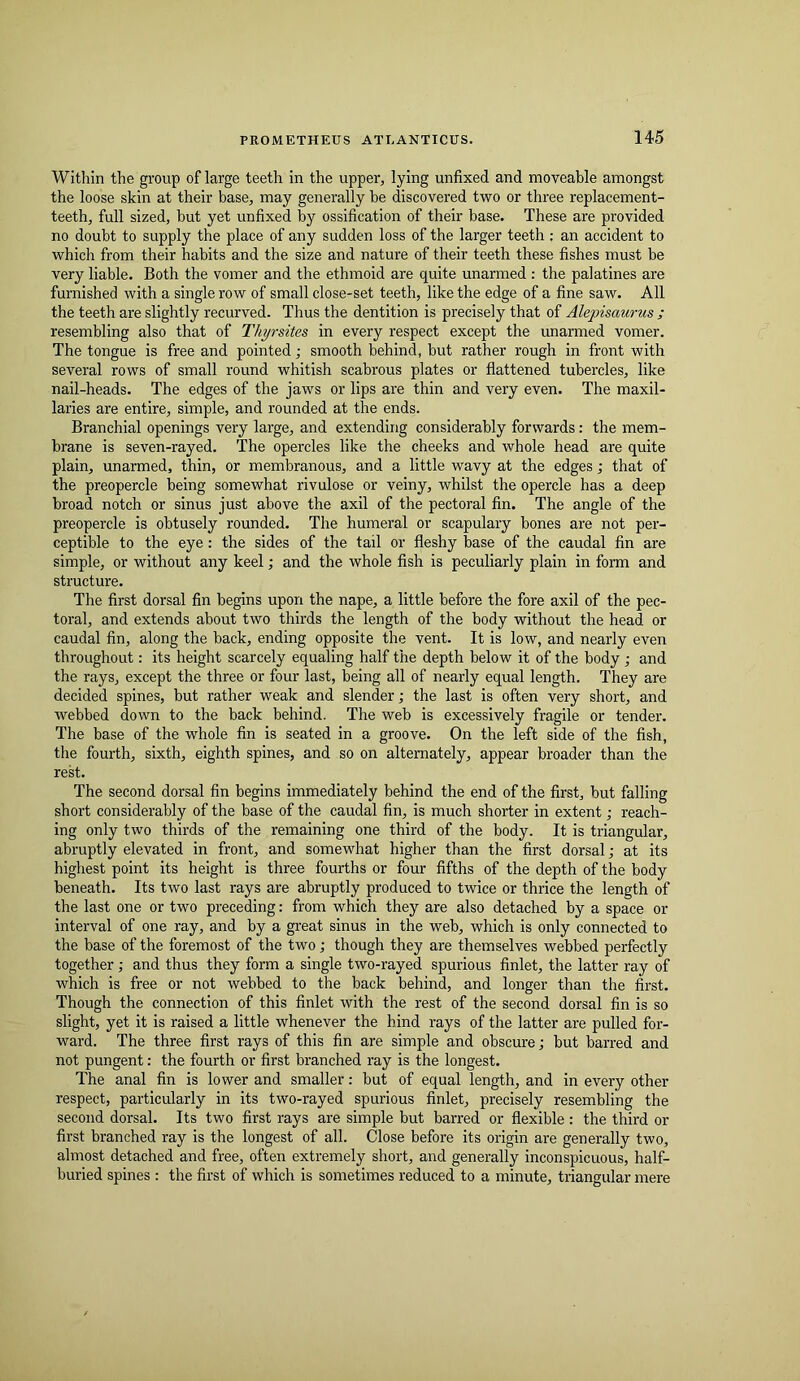 Within the group of large teeth in the upper, lying unfixed and moveable amongst the loose skin at their base, may generally be discovered two or three replacement- teeth, full sized, but yet unfixed by ossification of their base. These are provided no doubt to supply the place of any sudden loss of the larger teeth ; an accident to which from their habits and the size and nature of their teeth these fishes must be very liable. Both the vomer and the ethmoid are quite unarmed : the palatines are furnished with a single row of small close-set teeth, like the edge of a fine saw. All the teeth are slightly recurved. Thus the dentition is precisely that of Alepisaurus ; resembling also that of Thyrsites in every respect except the unarmed vomer. The tongue is free and pointed •, smooth behind, but rather rough in front with several rows of small round whitish scabrous plates or flattened tubercles, like nail-heads. The edges of the jaws or lips are thin and very even. The maxil- laries are entire, simple, and rounded at the ends. Branchial openings very large, and extending considerably forwards: the mem- brane is seven-rayed. The opercles like the cheeks and whole head are quite plain, unarmed, thin, or membranous, and a little wavy at the edges; that of the preopercle being somewhat rivulose or veiny, whilst the opercle has a deep broad notch or sinus just above the axil of the pectoral fin. The angle of the preopercle is obtusely rounded. The humeral or scapulary bones are not per- ceptible to the eye: the sides of the tail or fleshy base of the caudal fin are simple, or without any keel; and the whole fish is peculiarly plain in form and structure. The first dorsal fin begins upon the nape, a little before the fore axil of the pec- toral, and extends about two thirds the length of the body without the head or caudal fin, along the back, ending opposite the vent. It is low, and nearly even throughout: its height scarcely equaling half the depth below it of the body j and the rays, except the three or four last, being all of nearly equal length. They are decided spines, but rather weak and slender; the last is often very short, and webbed down to the back behind. The web is excessively fragile or tender. The base of the whole fin is seated in a groove. On the left side of the fish, the fourth, sixth, eighth spines, and so on alternately, appear broader than the rek. The second dorsal fin begins immediately behind the end of the first, but falling short considerably of the base of the caudal fin, is much shorter in extent; reach- ing only two thirds of the remaining one third of the body. It is triangular, abruptly elevated in front, and somewhat higher than the first dorsal; at its highest point its height is three fourths or four fifths of the depth of the body beneath. Its two last rays are abruptly produced to twice or thrice the length of the last one or two preceding: from which they are also detached by a space or interval of one ray, and by a great sinus in the web, which is only connected to the base of the foremost of the two; though they are themselves webbed perfectly together; and thus they form a single two-rayed spurious finlet, the latter ray of which is free or not webbed to the back behind, and longer than the first. Though the connection of this finlet with the rest of the second dorsal fin is so slight, yet it is raised a little whenever the hind rays of the latter are pulled for- ward. The three first rays of this fin are simple and obscure; but barred and not pungent: the fourth or first branched ray is the longest. The anal fin is lower and smaller: but of equal length, and in every other respect, particularly in its two-rayed spurious finlet, precisely resembling the second dorsal. Its two first rays are simple but barred or flexible : the third or first branched ray is the longest of all. Close before its origin are generally two, almost detached and free, often extremely short, and generally inconspicuous, half- buried spines : the first of which is sometimes reduced to a minute, triangular mere