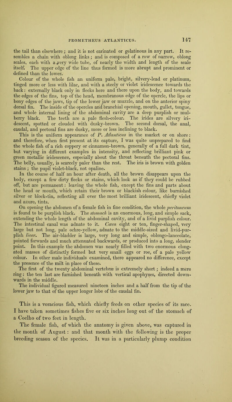 the tail than elsewhere ; and it is not carinated or gelatinous in any part. It re- sembles a chain with oblong links; and is composed of a row of narrow, oblong scales, each with a .very wide tube, of nearly the width and length of the scale itself. The upper edge of the line thus formed is more abrupt and prominent or defined than the lower. Colour of the whole fish an uniform pale, bright, silvery-lead or platinum, tinged more or less with lilac, and with a steely or violet iridescence towards the back: externally black only in flecks here and there upon the body, and towards the edges of the fins, top of the head, membranous edge of the opercle, the lips or bony edges of the jaws, tip of the lower jaw or muzzle, and on the anterior spiny dorsal fin. The inside of the opercles arid branchial opening, mouth, gullet, tongue, and whole internal lining of the abdominal cavity are a deep purplish or mul- berry black. The teeth are a pale flesh-colour. The irides are silvery iri- descent, spotted or clouded with dusky-brown. The second dorsal, the anal, caudal, and pectoral flns are dusky, more or less inclining to black. This is the uniform appearance of P. Atlanticus in the market or on shore: and therefore, when first present at its capture, I was quite unprepared to find the whole fish of a rich coppery or cinnamon-brown, generally of a full dark tint, but varying in different examples in intensity, and reflecting brilliant pink or green metallic iridescence, especially about the throat beneath the pectoral fins. The belly, usually, is scarcely paler than the rest. The iris is brown with golden stains ; the pupil violet-black, not opaline. In the course of half an hour after death, all the brown disappears upon the body, except a few dirty flecks or stains, which look as if they could be rubbed off, but are permanent: leaving the whole fish, except the flns and parts about the head or mouth, which retain their brown or blackish colour, like burnished silver or block-tin, reflecting all over the most brilliant iridescent, chiefly violet and azure, tints. On opening the abdomen of a female fish in fine condition, the whole peritoneum is found to be purplish black. The stomach is an enormous, long, and simple sack, extending the whole length of the abdominal cavity, and of a livid purplish colour. The intestinal canal was adnate to it. Cceca eight or ten, finger-shaped, very large but not long, pale ochre-yellow, adnate to the middle-sized and livid-pur- plish liver. The air-bladder is large, very long and simple, oblongo-lanceolate, pointed forwards and much attenuated backwards, or produced into a long, slender point. In this example the abdomen was nearly filled with two enormous elong- ated masses of distinctly formed but very small eggs or roe, of a pale yellow colour. In other male individuals examined, there appeared no difference, except the presence of the milt in place of these. The first of the twenty abdominal vertebrae is extremely short; indeed a mere ring: the ten last are furnished beneath with vertical apophyses, directed down- wards in the middle. The individual figured measured nineteen inches and a half from the tip of the lower jaw to that of the upper longer lobe of the caudal fin. This is a voracious fish, which chiefly feeds on other species of its race. I have taken sometimes fishes five or six inches long out of the stomach of a Coelho of two feet in length. The female fish, of which the anatomy is given above, was captured in the month of August : and that month with the following is the proper- breeding season of the species. It was in a particularly plump condition