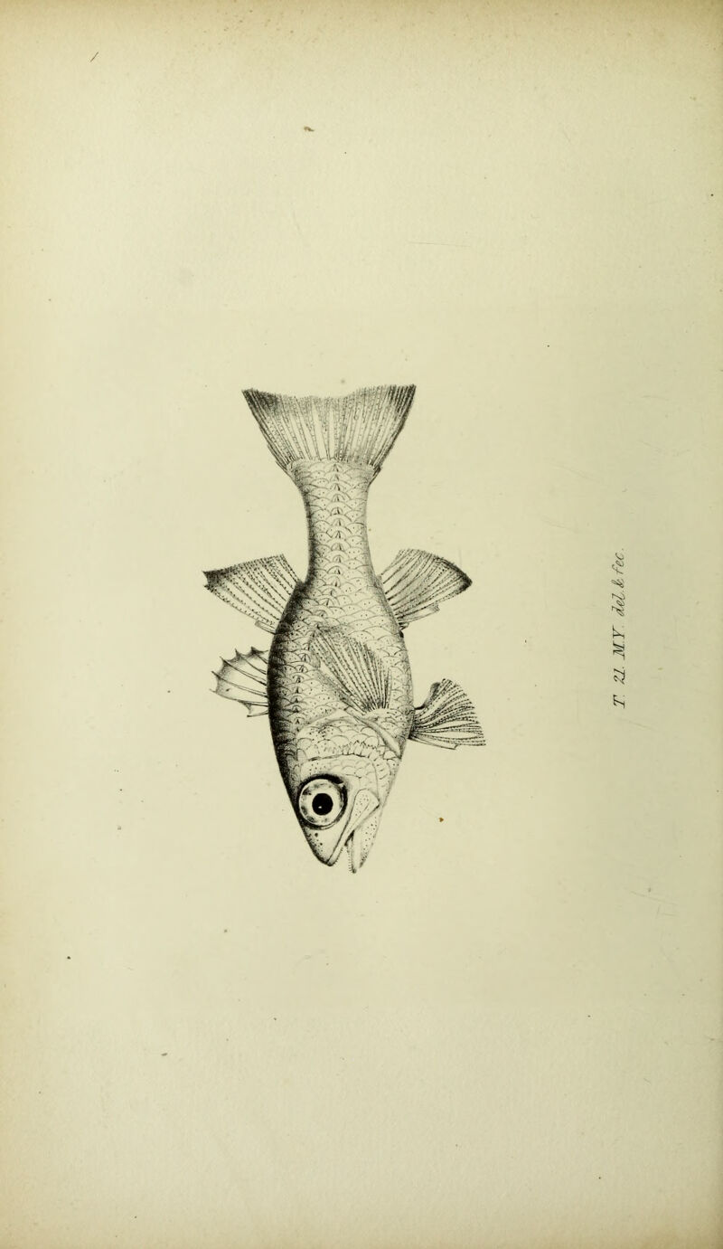 / 1 i i T. Zl. MY. lel.^Yec.