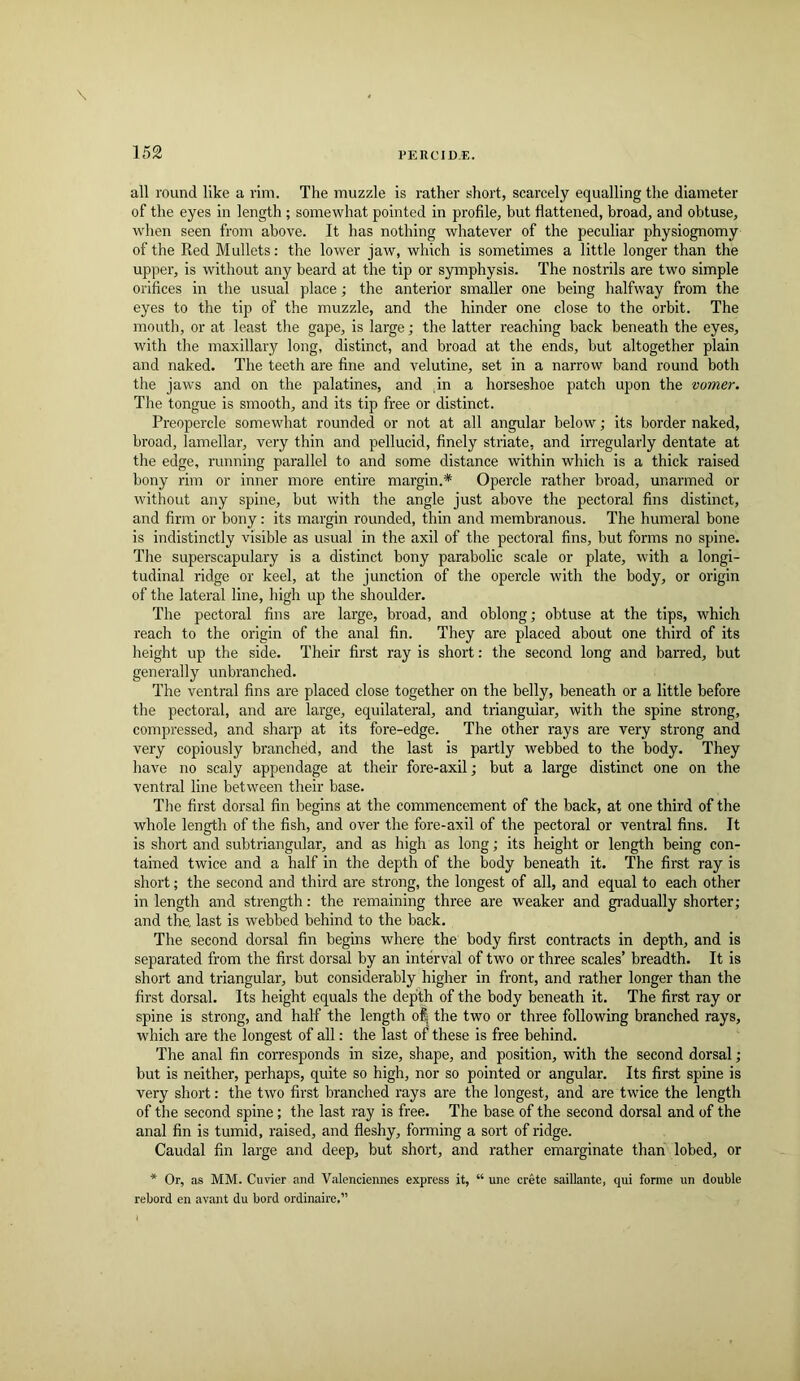 \ all round like a rim. The muzzle is rather short, scarcely equalling the diameter of the eyes in length ; somewhat pointed in profile, but flattened, broad, and obtuse, when seen from above. It has nothing whatever of the peculiar physiognomy of the Red Mullets: the lower jaw, which is sometimes a little longer than the upper, is without any beard at the tip or symphysis. The nostrils are two simple orifices in the usual place; the anterior smaller one being halfway from the eyes to the tip of the muzzle, and the hinder one close to the orbit. The mouth, or at least the gape, is large; the latter reaching back beneath the eyes, with the maxillary long, distinct, and broad at the ends, but altogether plain and naked. The teeth are fine and velutine, set in a narrow band round both the jaws and on the palatines, and .in a horseshoe patch upon the vomer. The tongue is smooth, and its tip free or distinct. Preopercle somewhat rounded or not at all angular below; its border naked, broad, lamellar, very thin and pellucid, finely striate, and irregularly dentate at the edge, running parallel to and some distance within which is a thick raised bony rim or inner more entire margin.* Opercle rather broad, unarmed or without any spine, but with the angle just above the pectoral fins distinct, and firm or bony: its margin rounded, thin and membranous. The humeral bone is indistinctly visible as usual in the axil of the pectoral fins, but forms no spine. The superscapulary is a distinct bony parabolic scale or plate, with a longi- tudinal ridge or keel, at the junction of the opercle with the body, or origin of the lateral line, high up the shoulder. The pectoral fins are large, broad, and oblong; obtuse at the tips, which reach to the origin of the anal fin. They are placed about one third of its height up the side. Their first ray is short: the second long and barred, but generally unbranched. The ventral fins are placed close together on the belly, beneath or a little before the pectoral, and are large, equilateral, and triangular, with the spine strong, compressed, and sharp at its fore-edge. The other rays are very strong and very copiously branched, and the last is partly webbed to the body. They have no scaly appendage at their fore-axil; but a large distinct one on the ventral line between their base. The first dorsal fin begins at the commencement of the back, at one third of the whole length of the fish, and over the fore-axil of the pectoral or ventral fins. It is short and subtriangular, and as high as long; its height or length being con- tained twice and a half in the depth of the body beneath it. The first ray is short; the second and third are strong, the longest of all, and equal to each other in length and strength: the remaining three are weaker and gradually shorter; and the, last is webbed behind to the back. The second dorsal fin begins where the body first contracts in depth, and is separated from the first dorsal by an interval of two or three scales’ breadth. It is short and triangular, but considerably higher in front, and rather longer than the first dorsal. Its height equals the depth of the body beneath it. The first ray or spine is strong, and half the length of^ the two or three following branched rays, which are the longest of all: the last of these is free behind. The anal fin corresponds in size, shape, and position, with the second dorsal; but is neither, perhaps, quite so high, nor so pointed or angular. Its first spine is very short: the two first branched rays are the longest, and are twice the length of the second spine; the last ray is free. The base of the second dorsal and of the anal fin is tumid, raised, and fleshy, forming a sort of ridge. Caudal fin large and deep, but short, and rather emarginate than lobed, or * Or, as MM. Cuvier and Valenciennes express it, “ une creto saillante, qui forme un double rebord en avant du bord ordinaire,”