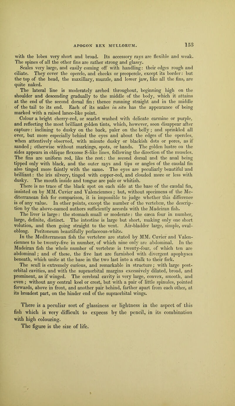158 with the lobes very short and broad. Its accessory rays are flexible and weak. The spines of all the other fins are rather strong and glassy. Scales very large, and easily coming off with handling: their edges rough and ciliate. They cover the opercle, and cheeks or preopercle, except its border: but the top of the head, the maxillary, muzzle, and lower jaw, like all the fins, are quite naked. The lateral line is moderately arched throughout, beginning high on the shoulder and descending gradually to the middle of the body, which it attains at the end of the second dorsal fin: thence running straight and in the middle of the tail to its end. Each of its scales in situ has the appearance of being marked with a raised lance-like point. Colour a bright cherry-red, or scaidet washed with delicate carmine or purple, and reflecting the most brilliant golden tints, which, however, soon disappear after capture: inclining to dusky on the back, paler on the belly; and sprinkled all over, but more especially behind the eyes and about the edges of the opercles, when attentively observed, with minute dusky or blackish dots or pores, as if sanded; otherwise without markings, spots, or bands. The golden lustre on the sides appears in oblique flexuose S-like lines, following the direction of the muscles. The fins are uniform red, like the rest: the second dorsal and the anal being- tipped only -with black, and the outer rays and tips or angles of the caudal fin also tinged more faintly with the same. The eyes are peculiarly beautiful and brilliant: the iris silvery, tinged with copper-red, and clouded more or less with dusky. The mouth inside and tongue are pale or whitish. There is no trace of the black spot on each side at the base of the caudal fin, insisted on by MM. Cuvier and Valenciennes; but, without specimens of the Me- diterranean fish for comparison, it is impossible to judge whether this difference is of any value. In other points, except the number of the vertebrae, the descrip- tion by the above-named authors sufficiently accords with the Madeiran fish. The liver is large: the stomach small or moderate: the caeca four in number, large, definite, distinct. The intestine is large but short, making only one short volution, and then going straight to the vent. Air-bladder large, simple, oval- oblong. Peritoneum beautifully perlaceous-white. In the Mediterranean fish the vertebrae are stated by MM. Cuvier and Valen- ciennes to be twenty-five in number, of which nine only are abdominal. In the Madeiran fish the whole number of vertebrae is twenty-four, of which ten are abdominal; and of these, the five last are furnished with divergent apophyses beneath, which unite at the base in the two last into a stalk to their foi’k. The scull is extremely curious, and remarkable in structure; with large post- orbital cavities, and with the supraorbital margins excessively dilated, broad, and prominent, as if winged. The cerebral cavity is very large, convex, smooth, and even; -without any central keel or crest, but with a pair of little spinules, pointed forwards, above in front, and another pair behind, farther apart from each other, at its broadest part, on the hinder end of the supraorbital wings. There is a peculiar sort of glassiness or lightness in the aspect of this fish which is very difficult to express by the pencil, in its combination with high colouring. The figure is the size of life.