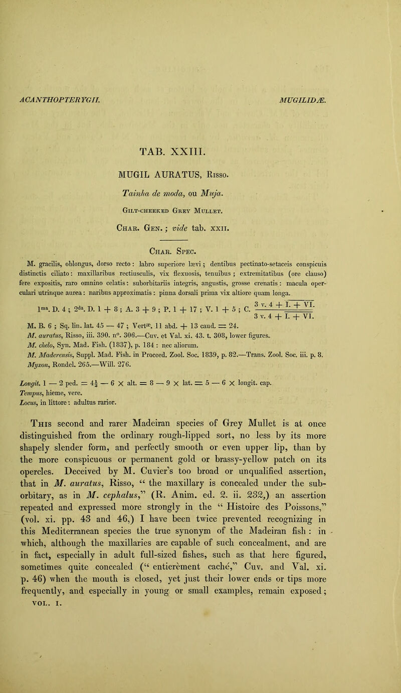 TAB. XXIII. MUGIL AURATUS, Risso. Tainha de moda, ou Muja. Gilt-cheeked Grey Mullet. Char. Gen. ; vide tab. xxii. Char. Spec. M. gracilis, oblongus, dorso recto: labro superiore laevi; dentibus pectinato-setaceis conspicuis distinctis ciliato; maxillaribus rectiusculis, yix flexuosis, tenuibus ; extremitatibus (ore clause) fere expositis, raro oranino celatis; suborbitariis integris, angustis, grosse crenatis: macula oper- culari utrinque aurea: naribus approximatis: pinna dorsali prima vix altiore quam longa. 3 V 4 -4- T -I- VT 1”». D. 4 ; 2-i“. D. 1 + 8 ; A. 3 + 9 ; P. 1 + 17 ; V. 1 -f 5 ; C. 3 V. 4 -t- I. + VI. M. B. 6 ; Sq. lin. lat. 45 — 47 ; Vert®. 11 abd. + 13 caud. =i 24. M. auratus, Risso, iii. 390. n“. 306.—Cuv. et Val. xi. 43. t. 308, lower figures. M. chdo, Syn. Mad. Fish. (1837), p. 184 : nec aliomm. M. Maderenm, Suppl. Mad. Fish, in Proceed. Zool. Soc. 1839, p. 82.—Trans. Zool. Soc. iii. p. 8. Myxon, Rondel. 266.—Will. 276. Longit. 1 — 2 ped. =4^ — 6 X alt. = 8 — 9 X lat. = 5 — 6 X longit. cap. Tempus, hieme, vere. Locus, in littore: adultus rarior. This second and rarer Madeiran species of Grey Mullet is at once distinguished from the ordinary rough-lipped sort, no less by its more shapely slender form, and perfectly smooth or even upper lip, than by the more conspicuous or permanent gold or brassy-yellow patch on its opercles. Deceived by M. Cuvier’s too broad or unqualified assertion, that in M. auratus, Risso, “ the maxillary is concealed under the sub- orbitary, as in M. cephalus,'' (R. Anim. ed. 2. ii. 232,) an assertion repeated and expressed more strongly in the “ Histoire des Poissons,” (vol. xi. pp. 43 and 46,) I have been twice prevented recognizing in this Mediterranean species the true synonym of the Madeiran fish : in - which, although the maxillaries are capable of such concealment, and are in fact, especially in adult full-sized fishes, such as that here figured, sometimes quite concealed (“ entierement cache,” Cuv. and Val. xi. p. 46) when the mouth is closed, yet just their lower ends or tips more frequently, and especially in young or small examples, remain exposed;