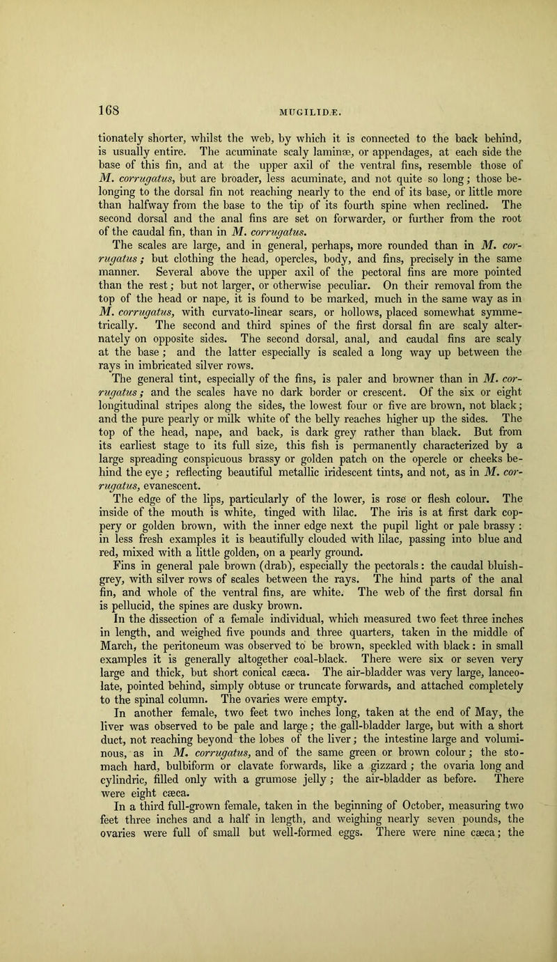 1G8 tionately shorter, whilst the web, by which it is connected to the back behind, is usually entire. The acuminate scaly laminae, or appendages, at each side the base of this fin, and at the upper axil of the ventral fins, resemble those of M. corrugatus, but are broader, less acuminate, and not quite so long; those be- longing to the dorsal fin not reaching nearly to the end of its base, or little more than halfway from the base to the tip of its fourth spine when reclined. The second dorsal and the anal fins are set on forwarder, or further from the root of the caudal fin, than in M, corrugatus. The scales are large, and in general, perhaps, more rounded than in M. cor- rugatus ; but clothing the head, opercles, body, and fins, precisely in the same manner. Several above the upper axil of the pectoral fins are more pointed than the rest; but not larger, or otherwise peculiar. On their removal fi’om the top of the head or nape, it is found to be marked, much in the same way as in M. corrugatus, with curvato-linear scars, or hollows, placed somewhat symme- trically. The second and third spines of the first dorsal fin are scaly alter- nately on opposite sides. The second dorsal, anal, and caudal fins are scaly at the base ; and the latter especially is scaled a long way up between the rays in imbricated silver rows. The general tint, especially of the fins, is paler and browner than in M. cor- rugatus; and the scales have no dark border or crescent. Of the six or eight longitudinal stripes along the sides, the lowest four or five are brown, not black; and the pure pearly or milk white of the belly reaches higher up the sides. The top of the head, nape, and back, is dark grey rather than black. But from its earliest stage to its full size, this fish is permanently characterized by a large spreading conspicuous brassy or golden patch on the opercle or cheeks be- hind the eye ; reflecting beautiful metallic iridescent tints, and not, as in M. cor- rugatus, evanescent. The edge of the lips, particularly of the lower, is rose' or flesh colour. The inside of the mouth is white, tinged with lilac. The iris is at first dark cop- pery or golden brown, with the inner edge next the pupil light or pale brassy ; in less fresh examples it is beautifully clouded with lilac, passing into blue and red, mixed with a little golden, on a pearly gi'ound. Fins in general pale brown (drab), especially the pectorals: the caudal bluish- grey, with silver rows of scales between the rays. The hind parts of the anal fin, and whole of the ventral fins, are white. The web of the first dorsal fin is pellucid, the spines are dusky brown. In the dissection of a female individual, which measured two feet three inches in length, and weighed five pounds and three quarters, taken in the middle of March, the peritoneum was observed to be brown, speckled with black: in small examples it is generally altogether coal-black. There were six or seven very large and thick, but short conical caeca. The air-bladder was very large, lanceo- late, pointed behind, simply obtuse or truncate forwards, and attached completely to the spinal column. The ovaries were empty. In another female, two feet two inches long, taken at the end of May, the liver was observed to be pale and large; the gall-bladder large, but with a short duct, not reaching beyond the lobes of the liver; the intestine large and volumi- nous, as in M. corrugatus, and of the same green or brown colour; the sto- mach hard, bulbiform or clavate forwards, like a gizzard; the ovaria long and cylindric, filled only with a gi'umose jelly; the air-bladder as before. There were eight caeca. In a third full-grown female, taken in the beginning of October, measuring two feet three inches and a half in length, and weighing nearly seven pounds, the ovaries were full of small but well-formed eggs. There were nine caeca; the
