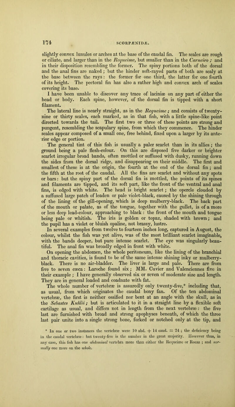 slightly convex lunules or arches at the base of the caudal fin. The scales are rough or ciliate, and larger than in the Rcqueime, but smaller than in the Carneiro ; and in their disposition resembling the former. The spiny portions both of the dorsal and the anal fins are naked; but the hinder soft-rayed parts of both are scaly at the base between the rays : the former for one third, the latter for one fourth of its height. The pectoral fin has also a rather high and convex arch of scales covering its base. I have been unable to discover any trace of laciniae on any part of either the head or body. Each spine, however, of the dorsal fin is tipped with a short filament. The lateral line is nearly straight, as in the Requeime ; and consists of twenty- nine or thirty scales, each marked, as in that fish, with a little spine-like point directed towards the tail. The first two or three of these points are strong and pungent, resembling the scapulary spine, from which they commence. The hinder scales appear composed of a small one, free behind, fixed upon a larger by its ante- rior edge or portion. The general tint of this fish is usually a paler scarlet than in its allies ,* the ground being a pale flesh-colour. On this are disposed five darker or brighter scarlet irregular broad bands, often mottled or suffused with dusky, running down the sides from the dorsal ridge, and disappearing on their middle. The first and smallest of these is at the origin, the fourth at the end of the dorsal fin; and the fifth at the root of the caudal. All the fins are scarlet and without any spots or bars: but the spiny part of the dorsal fin is mottled, the points of its spines and filaments are tipped, and its soft part, like the front of the ventral and anal fins, is edged with white. The head is bright scarlet; the opercle clouded by a suffused large patch of leaden or pale violet-black, caused by the shining through of the lining of the gill-opening, which is deep mulberry-black. The back part of the mouth or palate, as of the tongue, together with the gullet, is of a more or less deep lead-colour, approaching to black : the front of the mouth and tongue being pale or whitish. The iris is golden or topaz, shaded with brown; and the pupil has a violet or bluish opaline, not brassy, lustre. In several examples from twelve to fourteen inches long, captured in August, the colour, whilst the fish was yet alive, was of the most brilliant scarlet imaginable, with the bands deeper, but pure intense scarlet. The eye was singularly beau- tiful. The anal fin was broadly edged in front with white. On opening the abdomen, the whole peritoneum, like the lining of the branchial and thoracic cavities, is found to be of the same intense shining inky or mulberry- black. There is no air-bladder. The liver is large and pale. There are from five to seven cseca: Laroche found six; MM. Cuvier and Valenciennes five in their example; I have generally observed six or seven of moderate size and length. They are in general loaded and coadnate with fat. The whole number of vertebrae is assuredly only twenty-five,* including that, as usual, from which originates the caudal bony fan. Of the ten abdominal vertebras, the first is neither ossified nor bent at an angle with the skull, as in the Sebastes Kuhlii; but is articulated to it in a straight line by a flexible soft cartilage as usual, and differs not in length from the next vertebrae : the five last are furnished with broad and strong apophyses beneath, of which the three last pair unite into a single strong bone, forked or notched only at the tip, and * In one or two instances the vertebrae were 10 abd. + 14 caud. = 24 ; the deficiency being in the caudal vertebrae: but twenty-five is tlic number in the great majority. However thus, in any case, this fish has one abdominal vertebra more than eitlier the Rcqueime or Rocaz ; and nor- mally one more on the whole.