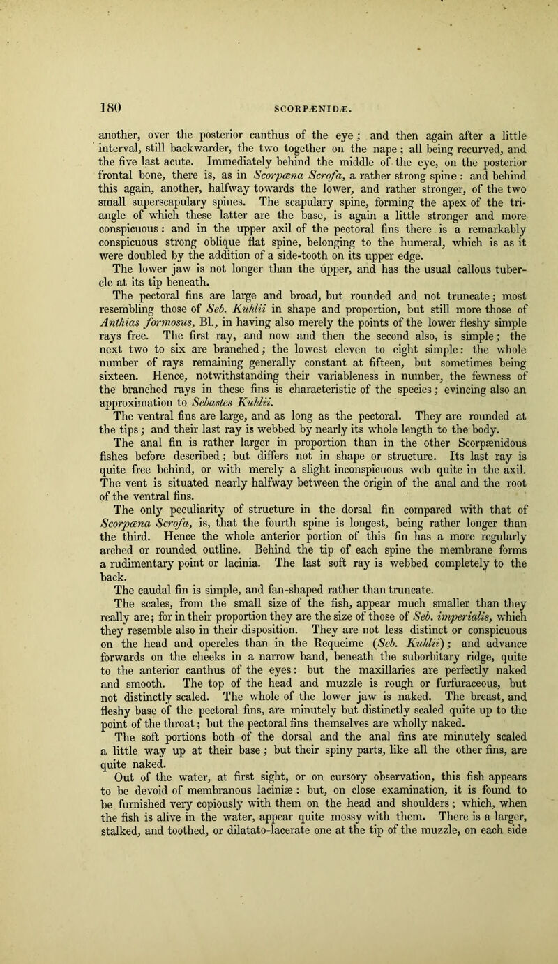 another, over the posterior canthus of the eye; and then again after a little interval, still backwarder, the two together on the nape; all being recurved, and the five last acute. Immediately behind the middle of the eye, on the posterior frontal bone, there is, as in Scorpcena Scrofa, a rather strong spine : and behind this again, another, halfway towards the lower, and rather stronger, of the two small superscapulary spines. The scapulary spine, forming the apex of the tri- angle of which these latter are the base, is again a little stronger and more conspicuous: and in the upper axil of the pectoral fins there is a remarkably conspicuous strong oblique flat spine, belonging to the humeral, which is as it were doubled by the addition of a side-tooth on its upper edge. The lower jaw is not longer than the upper, and has the usual callous tuber- cle at its tip beneath. The pectoral fins are large and broad, but rounded and not truncate; most resembling those of Seb. KuJilii in shape and proportion, but still more those of Anthias formosus, Bl., in having also merely the points of the lower fleshy simple rays free. The first ray, and now and then the second also, is simple; the next two to six are branched; the lowest eleven to eight simple: the whole number of rays remaining generally constant at fifteen, but sometimes being sixteen. Hence, notwithstanding their variableness in number, the fewness of the branched rays in these fins is characteristic of the species; evincing also an approximation to Sebastes Kuhlii. The ventral fins are large, and as long as the pectoral. They are rounded at the tips; and their last ray is webbed by nearly its whole length to the body. The anal fin is rather larger in proportion than in the other Scorpsenidous fishes before described; but differs not in shape or structure. Its last ray is quite free behind, or with merely a slight inconspicuous web quite in the axil. The vent is situated nearly halfway between the origin of the anal and the root of the ventral fins. The only peculiarity of structure in the dorsal fin compared with that of Scorpcena Scrofa, is, that the fourth spine is longest, being rather longer than the third. Hence the whole anterior portion of this fin has a more regularly arched or rounded outline. Behind the tip of each spine the membrane forms a rudimentary point or lacinia. The last soft ray is webbed completely to the back. The caudal fin is simple, and fan-shaped rather than truncate. The scales, from the small size of the fish, appear much smaller than they really are; for in their proportion they are the size of those of Seb. imperialis, which they resemble also in their disposition. They are not less distinct or conspicuous on the head and opercles than in the Requeime (Seb. Kuhlii); and advance forwards on the cheeks in a narrow band, beneath the suborbitary ridge, quite to the anterior canthus of the eyes: but the maxillaries are perfectly naked and smooth. The top of the head and muzzle is rough or furfuraceous, but not distinctly scaled. The whole of the lower jaw is naked. The breast, and fleshy base of the pectoral fins, are minutely but distinctly scaled quite up to the point of the throat; but the pectoral fins themselves are wholly naked. The soft portions both of the dorsal and the anal fins are minutely scaled a little way up at their base; but their spiny parts, like all the other fins, are quite naked. Out of the water, at first sight, or on cursory observation, this fish appears to be devoid of membranous lacinise : but, on close examination, it is found to be furnished very copiously with them on the head and shoulders; which, when the fish is alive in the water, appear quite mossy with them. There is a larger, stalked, and toothed, or dilatato-lacerate one at the tip of the muzzle, on each side
