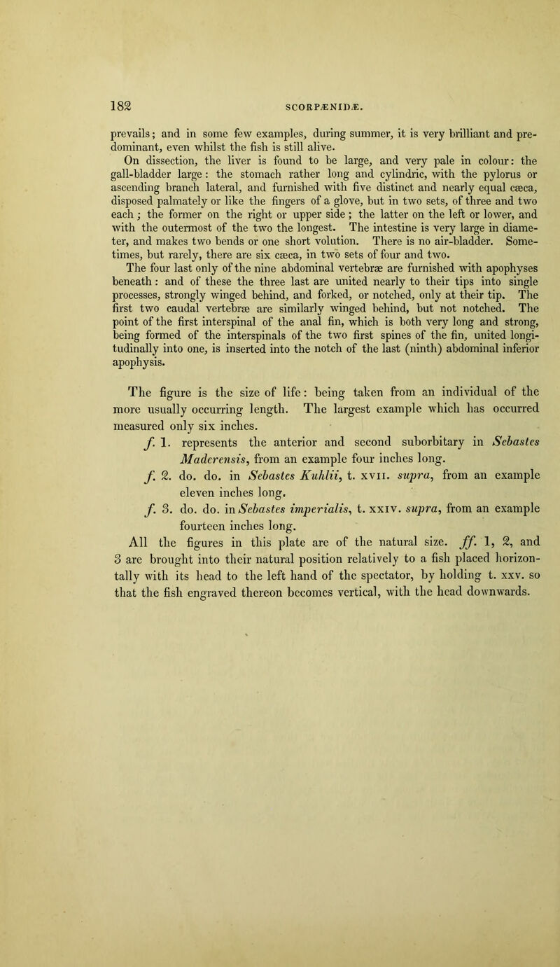 prevails; and in some few examples, dming summer, it is very brilliant and pre- dominant, even whilst the fish is still alive. On dissection, the liver is found to be large, and very pale in colour: the gall-bladder large : the stomach rather long and cylindric, with the pylorus or ascending branch lateral, and furnished with five distinct and nearly equal caeca, disposed palmately or like the fingers of a glove, but in two sets, of three and two each; the fonner on the right or upper side ; the latter on the left or lower, and with the outermost of the two the longest. The intestine is very large in diame- ter, and makes two bends or one short volution. There is no air-bladder. Some- times, but rarely, there are six caeca, in two sets of four and two. The four last only of the nine abdominal vertebrae are furnished with apophyses beneath: and of these the three last are united nearly to their tips into single processes, strongly winged behind, and forked, or notched, only at their tip. The first two caudal vertebrae are similarly winged behind, but not notched. The point of the first interspinal of the anal fin, which is both very long and strong, being formed of the interspinals of the two first spines of the fin, united longi- tudinally into one, is inserted into the notch of the last (ninth) abdominal inferior apophysis. The figure is the size of life: being taken from an individual of the more usually occurring length. The largest example which has occurred measured only six inches. f. 1. represents the anterior and second suborbitary in Scbastes Madcrensis, from an example four inches long. f. 2. do. do. in Sehastes Kuhlii, t. xvii. supra, from an example eleven inches long. f. 3. do. do. in impertalis, t. xxiv. supra, from an example fourteen inches long. All the figures in this plate are of the natural size. ff. 1, 2, and 3 are brought into their natural position relatively to a fish placed horizon- tally with its head to the left hand of the spectator, by holding t. xxv. so that the fish engraved thereon becomes vertical, with the head downwards.