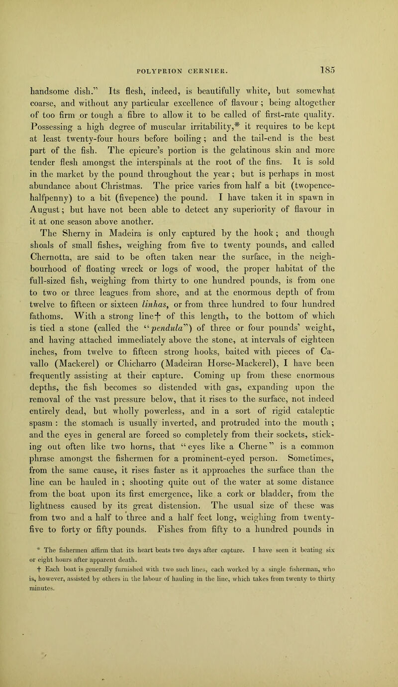 handsome dish.” Its flesh, indeed, is beautifully white, but somewhat coarse, and without any particular excellence of flavour; being altogether of too firm or tough a fibre to allow it to be called of first-rate quality. Possessing a high degree of muscular irritability,* it requires to be kept at least twenty-four hours before boiling; and the tail-end is the best part of the fish. The epicure’s portion is the gelatinous skin and more tender flesh amongst the interspinals at the root of the fins. It is sold in the market by the pound throughout the year; but is perhaps in most abundance about Christmas. The price varies from half a bit (twopence- halfpenny) to a bit (fivepence) the pound. I have taken it in spawn in August; but have not been able to detect any superiority of flavour in it at one season above another. The Sherny in Madeira is only captured by the hook; and though shoals of small fishes, weighing from five to twenty pounds, and called Chernotta, are said to be often taken near the surface, in the neigh- bourhood of floating wreck or logs of wood, the proper habitat of the full-sized fish, weighing from thirty to one hundred pounds, is from one to two or three leagues from shore, and at the enormous depth of from twelve to fifteen or sixteen linlias, or from three hundred to four hundred fathoms. With a strong line*f* of this length, to the bottom of which is tied a stone (called the of three or four pounds’ weight, and having attached immediately above the stone, at intervals of eighteen inches, from twelve to fifteen strong hooks, baited with pieces of Ca- vallo (Mackerel) or Chicharro (Madeiran Horse-Mackerel), I have been frequently assisting at their capture. Coming up from these enormous depths, the fish becomes so distended with gas, expanding upon the removal of the vast pressure below, that it rises to the surface, not indeed entirely dead, but wholly powerless, and in a sort of rigid cataleptic spasm : the stomach is usually inverted, and protruded into the mouth ; and the eyes in general are forced so completely from their sockets, stick- ing out often like two horns, that “ eyes like a Cherne ” is a common phrase amongst the fishermen for a prominent-eyed person. Sometimes, from the same cause, it rises faster as it approaches the surface than the line can be hauled in ; shooting quite out of the water at some distance from the boat upon its first emergence, like a cork or bladder, fi-om the lightness caused by its great distension. The usual size of these was from two and a half to three and a half feet long, weighing from twenty- five to forty or fifty pounds. Fishes from fifty to a hundred pounds in * The fishermen affirm that its heart beats two days after capture. I have seen it beating six or eight hours after apparent death. f Each boat is generally furnished with two such lines, each worked by a single fisherman, who is, however, assisted by others in the labour of hauling in the line, which takes from twenty to thirty minutes.