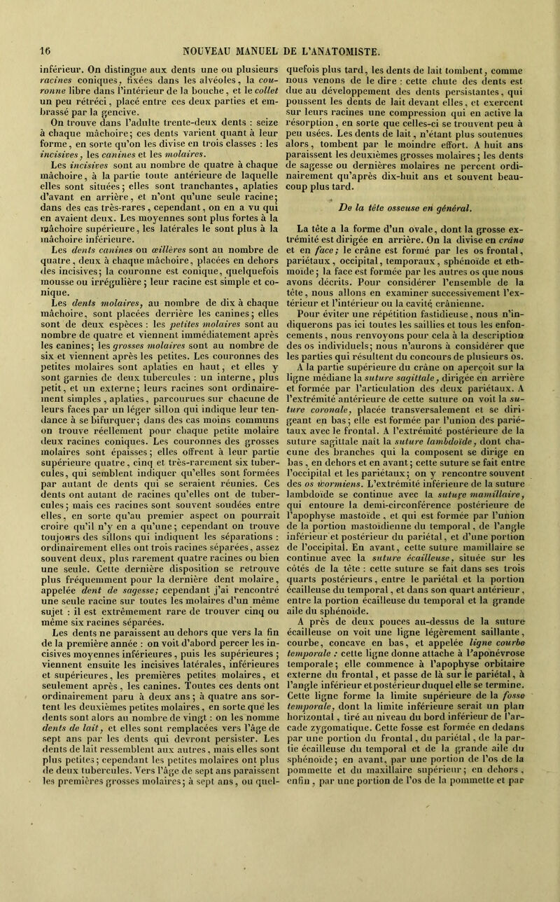 inférieur. On distingue au.x dents une ou plusieurs racines coniques, fixées dans les alvéoles, la cou- ronne libre dans l’intérieur de la bouche, et le collet un peu rétréci, placé entre ces deux parties et em- brassé par la gencive. On trouve dans l’adulte trente-deux dents : seize à chaque mâchoire; ces dents varient quanta leur forme, en sorte qu’on les divise en trois classes : les incisives, les canines et les molaires. Les incisives sont au nombre de quatre à chaque mâchoire, à la partie toute antérieure de laquelle elles .sont situées; elles sont tranchantes, aplaties d’avant en arrière, et n’ont qu’une seule racine; dans des cas très-rares, cependant, on en a vu qui en avaient deux. Les moyennes sont plus fortes à la mâchoire supérieure, les latérales le sont plus à la mâchoire inférieure. Les dents canines ou œillères sont au nombre de quatre , deux à chaque mâchoire, placées en dehors <les incisives; la couronne est conique, quelquefois mousse ou irrégulière ; leur racine est simple et co- nique. Les dents molaires, au nombre de dix à chaque mâchoire, sont placées derrière les canines; elles sont de deux espèces : les petites molaires sont au nombre de quatre et viennent immédiatement après les canines; les grosses molaires sont au nombre de six et viennent après les petites. Les couronnes des petites molaires sont aplaties en haut, et elles y sont garnies de deux tubercules : un interne, plus petit, et un externe ; leurs racines sont ordinaire- ment simples , aplaties, parcourues sur chacune de leurs faces par un léger sillon qui indique leur ten- dance à se bifurquer; dans des cas moins communs on trouve réellement pour chaque petite molaire deux racines coniques. Les couronnes des grosses molaires sont épaisses ; elles offrent à leur partie supérieure quatre, cinq et très-rarement six tuber- cules, qui semblent indiquer qu’elles sont formées par autant de dents qui se seraient réunies. Ces dents ont autant de racines qu’elles ont de tuber- cules ; mais ces racines sont souvent soudées entre elles, en sorte qu’au premier aspect on pourrait croire qu’il n’y en a qu’une ; cependant on trouve toujours des sillons qui indiquent les séparations : ordinairement elles ont trois racines séparées, assez souvent deux, plus rarement quatre racines ou bien une seule. Cette dernière disposition se retrouve plus fréquemment pour la dernière dent molaire, appelée dent de sagesse; cependant j’ai rencontré une seule racine sur toutes les molaires d’un même sujet : il est extrêmement rare de trouver cinq ou même six racines séparées. Les dents ne paraissent au dehors que vers la fin de la première année : on voit d’abord percer les in- cisives moyennes inférieures, puis les supérieures ; viennent ensuite les incisives latérales, inférieures et supérieures, les premières petites molaires, et seulement après, les canines. Toutes ees dents ont ordinairement paru à deux ans ; à quatre ans sor- tent les deuxièmes petites molaires, en sorte qué les dents sont alors au nombre de vingt : on les nomme dents de lait, et elles sont remplacées vers l’âge de .sept ans par les dents qui devront persister. Les dents de lait ressemblent aux autres, mais elles sont plus petites; cependant les petites molaires ont plus de deux tubercules. Vers l’âge de sept ans paraissent les premières grosses molaires; à sept ans, ou quel- quefois plus tard, les dents de lait tombent, comme nous venons de le dire : cette chute des dents est due au développement des dents persistantes, qui poussent les dents de lait devant elles, et exercent sur leurs racines une compression qui en active la résorption, en sorte que celles-ei se trouvent peu à peu usées. Les dents de lait, n’étant plus soutenues alors, tombent par le moindre effort. A huit ans paraissent les deuxièmes grosses molaires ; les dents de sagesse ou dernières molaires ne percent ordi- nairement qu’après dix-huit ans et souvent beau- coup plus tard. De la tête osseuse en général. La tête a la forme d’un ovale, dont la grosse ex- trémité est dirigée en arrière. On la divise en crâne et en face ; le crâne est formé par les os frontal, pariétaux , occipital, temporaux, sphénoïde et eth- moïde ; la faee est formée par les autres os que nous avons décrits. Pour considérer l’ensemble de la tête, nous allons en examiner successivement l’ex- térieur et l’inférieur ou la eavitq crânienne. Pour éviter une répétition fastidieuse, nous n’in- diquerons pas ici toutes les saillies et tous les enfon- cements , nous renvoyons pour cela à la description des os individuels; nous n’aurons à considérer que les parties qui résultent du concours de plusieurs os. A la partie supérieure du crâne on aperçoit sur la ligne médiane la suture sagittale, dirigée en arrière et formée par l’articulation des deux pariétaux. A l’extrémité antérieure de cette suture on voit la su- ture coronale, placée transversalement et se diri- geant en bas ; elle est formée par l’union des parié- taux avec le frontal. A l’extrémité postérieure de la suture sagittale nait la suture lamhdo'ide, dont cha- cune des branches qui la composent se dirige en bas , en dehors et en avant ; cette suture se fait entre l’occipital et les pariétaux; on y rencontre souvent des os ibormiens. L’extrémité inférieure de la suture lambdoïde se continue avec la sutufe mamillaire, qui entoure la demi-circonférence postérieure de l’apophyse mastoïde , et qui est formée par l’union de la portion mastoïdienne du temporal, de l’angle inférieur et postérieur du pariétal, et d’une portion de l’occipital. En avant, cette suture mamillaire se continue avec la suture écailleuse, située sur les côtés de la tête ; cette suture se fait dans ses trois quarts postérieurs, entre le pariétal et la portion écailleuse du temporal, et dans son quart antérieur, entre la portion écailleuse du temporal et la grande aile du sphénoïde. A près de deux pouces au-dessus de la .suture écailleuse on voit une ligne légèrement saillante, courbe, concave en bas, et appelée ligne courbe temporale : cette ligne donne attache à l’aponévrose temporale ; elle commence à l’apophyse orbitaire externe du frontal, et passe de là sur le pariétal, à l’angle inférieur et postérieur duquel elle se termine. Cette ligne forme la limite supérieure de la fosse temporale, dont la limite inférieure serait un plan horizontal, tiré au niveau du bord inférieur de l’ar- cade zygomatique. Cette fosse est formée en dedans par une portion du frontal, du pariétal, de la par- tie écailleuse du temporal et de la grande aile du sphénoïde; en avant, par une portion de l’os de la pommette et du maxillaire supérieur; en dehors, enfin , par une portion de l’os de la pommette et par