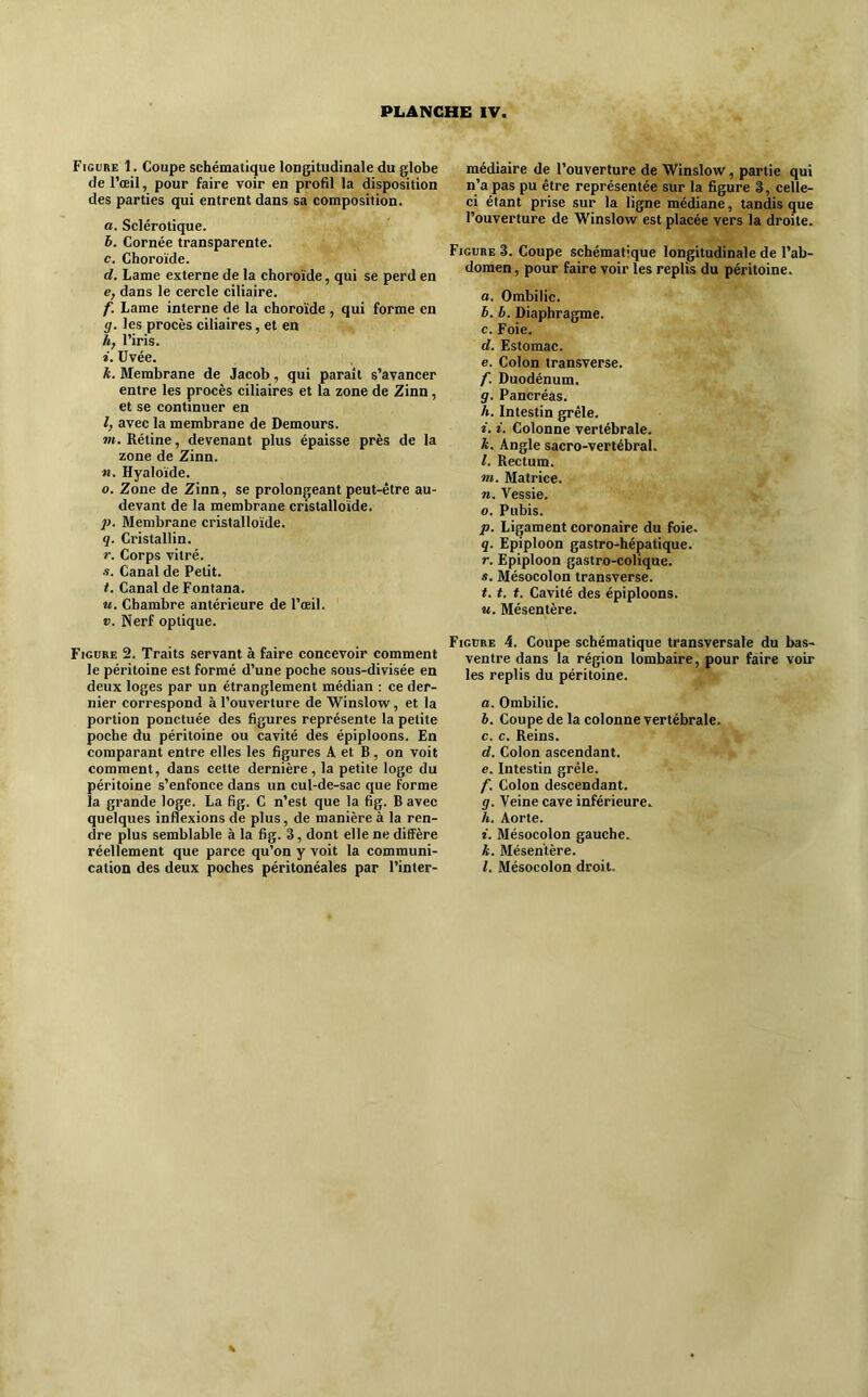 Figure 1. Coupe schématique longitudinale du globe de l’œil, pour faire voir en profil la disposition des parties qui entrent dans sa composition. a. Sclérotique. h. Cornée transparente. c. Choroïde. d. Lame externe de la choroïde, qui se perd en e. dans le cercle ciliaire. f. Lame interne de la choroïde , qui forme en g. les procès ciliaires, et en hf l’iris. i. üvée. k. Membrane de Jacob, qui parait s’avancer entre les procès ciliaires et la zone de Zinn, et se continuer en l, avec la membrane de Demours. w. Rétine, devenant plus épaisse près de la zone de Zinn. M. Hyaloïde. O. Zone de Zinn, se prolongeant peut-être au- devant de la membrane cristalloïde. p. Membrane cristalloïde. q. Cristallin. r. Corps vitré. •5. Canal de Petit. t. Canal de Fontana. U. Chambre antérieure de l’œil. V. Nerf optique. Figure 2. Traits servant à faire concevoir comment le péritoine est formé d’une poche sous-divisée en deux loges par un étranglement médian : ce der- nier correspond à l’ouverture de Winslow, et la portion ponctuée des figures représente la petite poche du péritoine ou cavité des épiploons. En comparant entre elles les figures A et B, on voit comment, dans celte dernière, la petite loge du péritoine s’enfonce dans un cul-de-sac que forme la grande loge. La fig. C n’est que la fig. B avec quelques inflexions de plus, de manière à la ren- dre plus semblable à la fig. 3, dont elle ne diffère réellement que parce qu’on y voit la communi- cation des deux poches péritonéales par l’inter- médiaire de l’ouverture de Winslow, partie qui n’a pas pu être représentée sur la figure 3, celle- ci étant prise sur la ligne médiane, tandis que l’ouverture de Winslow est placée vers la droite. Figure 3. Coupe schématique longitudinale de l’ab- domen , pour faire voir les replis du péritoine. a. Ombilic. b. b. Diaphragme. c. Foie. d. Estomac. e. Colon transverse. f. Duodénum. g. Pancréas. h. Intestin grêle. i. i. Colonne vertébrale. k. Angle sacro-vertébral. l. Rectum. m. Matrice. n. Vessie. 0. Pubis. p. Ligament coronaire du foie. q. Epiploon gastro-hépatique. r. Epiploon gastro-eolique. s. Mésocolon transverse. 1.1. f. Cavité des épiploons. U. Mésentère. Figure 4. Coupe schématique transversale du bas- ventre dans la région lombaire, pour faire voir les replis du péritoine. a. Ombilic. b. Coupe de la colonne vertébrale. c. c. Reins. d. Colon ascendant. e. Intestin grêle. f. Colon descendant. g. Veine eave inférieure. h. Aorte. 1. Mésocolon gauche. k. Mésentère. l. Mésocolon droit.