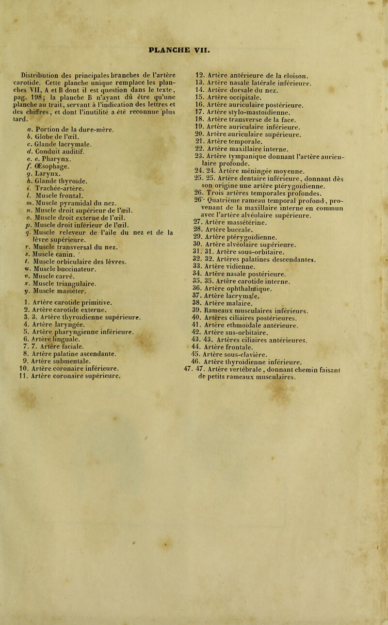 Distribution des principales branches de l’artère carotide. Cette planche unique remplace les plan- ches VII, A et B dont il est question dans le texte, pag. 198; la planche B n’ayant dû être qu’une planche au trait, servant à l’indication des lettres et des chiffres, et dont l’inutilité a été reconnue plus lard. a. Portion de la dure-mère. h. Globe de l’œil. c. Glande laerymale. d. Conduit auditif. e. e. Pharynx. f. Œsophage. g. Larynx. h. Glande thyroïde. i. Trachée-artère. l. Muscle frontal. m. Muscle pyramidal du nez. n. Muscle droit supérieur de l’œil. 0. Muscle droit externe de l’œil. p. Muscle droit inférieur de l’œil. g. Muscle releveur de l’aile du nez et de la lèvre supérieure. r. Muscle transversal du nez. s. Muscle canin. ‘ t. Muscle orbiculaire des lèvres. V,. Muscle buccinateur. V. Muscle carré. X. Muscle triangulaire, y. Muscle masséter. 1. Artère carotide primitive. 2. Artère carotide externe. 3. 3. Artère thyroïdienne supérieure. 4. Artère laryngée. 5. Artère pharyngienne inférieure. 6. Artère linguale. 7. 7. Artère faciale. 8. Artère palatine ascendante. 9. Artère submentale. 10. Artère coronaire inférieure. 11. Artère coronaire supérieure. 12. Artère antérieure de la cloison. 13. Artère nasale latérale inférieure. 14. Artère dorsale du nez. 13. Artère occipitale. 16. Artère auriculaire postérieure. 17. Artère stylo-mastoïdienne. 18. Artère transverse de la face. 19. Artère auriculaire inférieure. 20. Artère auriculaire supérieure. 21. Artère temporale. 22. Artère maxillaire interne. 23. Artère lympanique donnant l’artère auricu- laire profonde. 24. 24. Artère méningée moyenne. 23. 23. Artère dentaire inférieure, donnant dès son origine une artère ptérygoïdienne. 26. Trois artères temporales profondes. 26' Quatrième rameau temporal profond-, pro- venant de la maxillaire interne en commun avec l’artère alvéolaire supérieure. 27. Artère massétérine. 28. Artère buccale. 29. Artère ptérygoïdienne. 30. Artère alvéolaire supérieure. 31. 31. Artère sous-orbitaire. 32. 32. Artères palatines descendantes. 33. Artère vidienne. 34. Artère nasale postérieure. 33. 33. Artère carotide interne. 36. Artère ophthalnlique. 37. Artère lacrymale. 38. Artère malaire. 39. Rameaux musculaires inférieurs. 40. Artères ciliaires postérieures. 41. Artère elhmoïdale antérieure. 42. Artère sus-orbitaire. 43. 43. Artères ciliaires antérieures. 44. Artère frontale. 43. Artère sous-clavière. 46. Artère thyroïdienne inférieure. 47. 47. Artère vertébrale, donnant chemin faisant de petits rameaux musculaires.