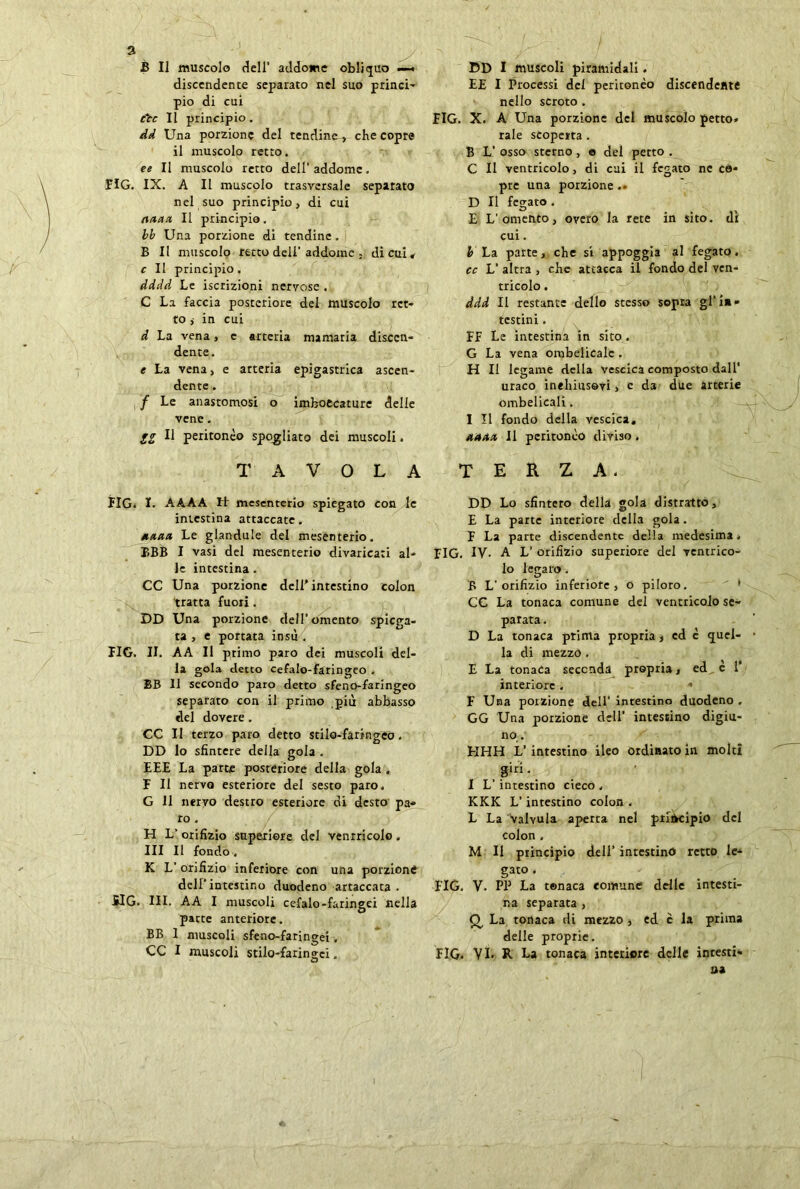 3 j E II muscolo dell' addome obliquo —« discendente separato nel suo princi- pio di cui rtv II principio. dd Una porzione del tendine^ che copre il muscolo retto. ee II muscolo retto dell'addome. PIG. IX. A II muscolo trasversale separato nel suo principio, di cui mimi II principio. bb Una porzione di tendine. B II muscolo retto deli’ addome , di cui* c II principio . dddd Le iscrizioni nervose . C La faccia posteriore del muscolo ret- to j in cui d La vena, c arteria marnarla discen- dente. e La vena, e arteria epigastrica ascen- dente . / Le anastomosi o imboccature delle vene. IZ Il peritonèo spogliato dei muscoli» DD I muscoli piramidali. EE I Processi del peritonèo discendente nello scroto . FIG. X. A Una porzione del muscolo petto- rale scoperta . B L'osso sterno, © del petto. C II ventricolo, di cui il fegato ne co- pre una porzione.- D II fegato . E L’omento, oyero la rete in sito, di cui. b La parte, che si appoggia al fegato. cc L’ altra , che attacca il fondo del ven- tricolo . ddd II restante dello stesso sopra gl’in- testini . FF Le intestina in sito. G La vena ombelicale . H II legame della Vescica composto dall* uraco inehiusevi, e da due arterie ombelicali. I II fondo della vescica, ua/tx II peritonèo diviso. TAVOLA TERZA. FIG. I. AAAA Lt mesenterio spiegato con le intestina attaccate. Anna, Le glandule del mesenterio. EBB I vasi del mesenterio divaricati al- le intestina. CC Una porzione dell’intestino colon tratta fuori. DD Una porzione dell’omento spiega- ta , e portata insù . LIG. II. AA II primo paro dei muscoli del- la gola detto cefalo-faringeo . BB 11 secondo paro detto sfeno-faringeo separato con il primo più abbasso del dovere . CC II terzo paro detto stilo-faringeo. DD lo sfintere della gola . EEE La parte posteriore della gola , F II nervo esteriore del sesto paro. G 11 nervo destro esteriore di desto pa- ro . H L’ orifizio superiore del ventricolo. Ili II fondo. K L'orifizio inferiore con una porzione dell'intestino duodeno artaccata . SIG. HI. AA I muscoli cefalo-faringei nella parte anteriore. BB 1 muscoli sfeno-faringei. DD Lo sfintero della gola distratto, E La parte interiore della gola. F La parte discendente della medesima » FIG. IV- A L’ orifizio superiore dd ventrico- lo legato. B L'orifizio inferiore, o piloro. CC La tonaca comune del ventricolo se- parata . D La tonaca prima propria, ed è quel- la di mezzo . E La tonaca seconda propria, ed è 1’ interiore. * F Una porzione dell’ intestino duodeno , GG Una porzione dell’ intestino digiu- no,. LIHH L’ intestino ileo ordinato in molti giri. I L’ intestino cieco . KKK L’intestino color». L La valvula aperta nel ptlilKipio del colon , M II principio dell’ intestino retto le- gato . FIG. V. PP La tonaca comune delle intesti- na separata , Q, La tonaca di mezzo , ed c la prima delle proprie.