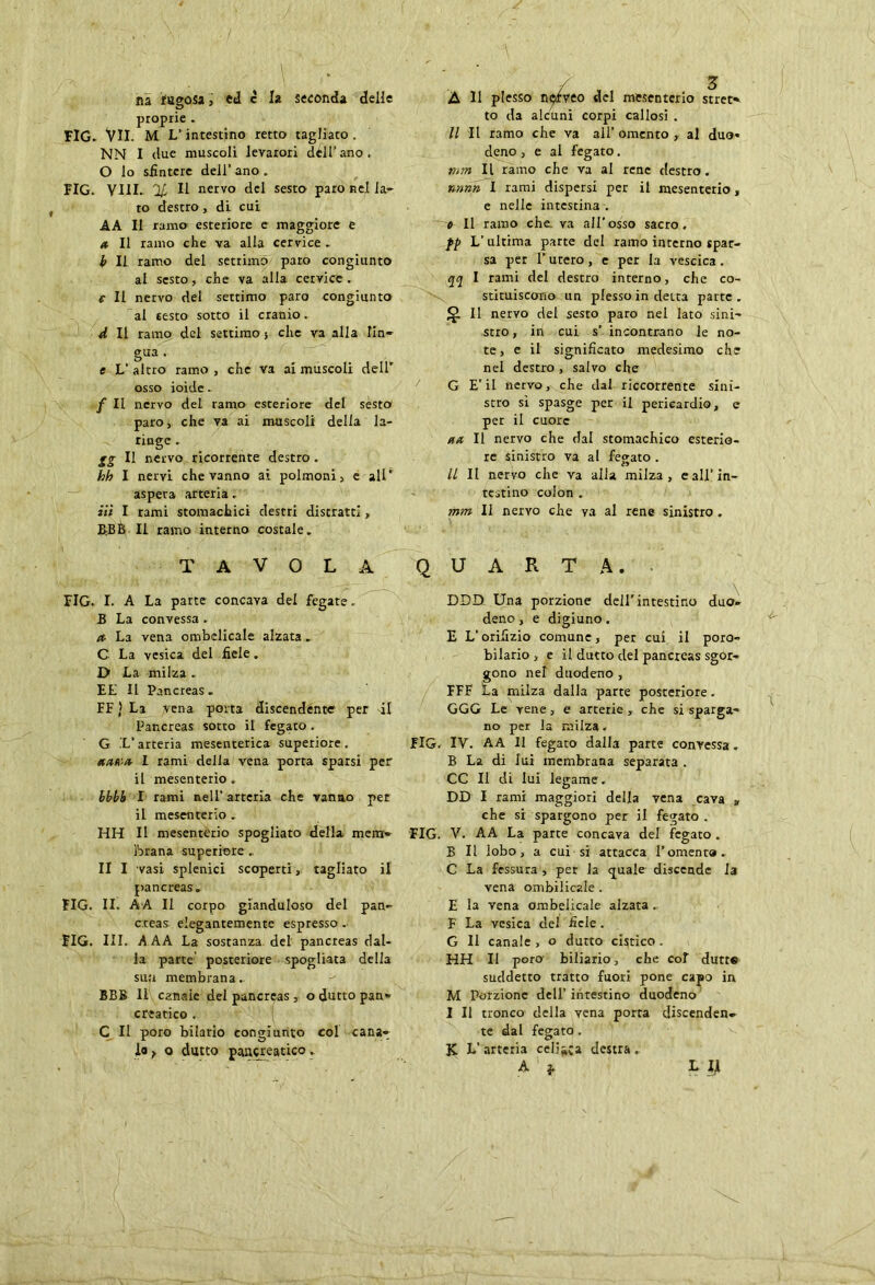 / na fugosa, ed c la seconda delle proprie . FIG. Vii. M L’intestino retto tagliato. NN I due muscoli levarori dell’ ano. O lo siìntcre dell’ ano . FIG. VI1L % Il nervo del sesto paro nel la- to destro, di cui AA II ramo esteriore e maggiore e a II ramo che va alla cervice . b II. ramo del settimo paro congiunto al sesto, che va alla cervice. e II nervo del settimo paro congiunto al testo sotto il cranio. 4 II ramo del settimo-, che va alla lin- gua . e V altro ramo , che va ai muscoli deli- osso ioide. /Il nervo del ramo esteriore del sesto paro, che va ai muscoli delia la- ringe . SS « nervo ricorrente destro . hh I nervi che vanno ai polmoni, e allr aspera arteria, iiì I rami stomachici destri distratti, BBB II ramo interno costale. TAVOLA PIO. I. A La parte concava del fegate.. B La convessa . a La vena ombelicale alzata. C La vesica del fiele. D La milza . EL II Pancreas. EE} La vena porta discendente per il Pancreas sotto il fegato. G L’arteria mesenterica superiore . aar'-a I rami della vena porta sparsi per il mesenterio . Ibbb I rami nell’ arteria che vanno per il mesenterio . HH II mesentèrio spogliato della mem- brana superiore .. II I vasi splenici scoperti, tagliato il pancreas. EIG. II. AA II corpo gianduloso del pan- creas elegantemente espresso . FIG. III. A AA La sostanza del' pancreas dal- la parte posteriore spogliata della sua membrana. BBB 11 canale del pancreas , o dutto pan- creatico . C II poro bilario congiunto col cana- io > o dutto pancreatico. A 11 plesso n$rveo del mesenterio stret- to da alcuni corpi callosi . Il II ramo che va all’ omento , al duo- deno , e al fegato. mm II ramo che va al rene destro. nnnn I rami dispersi per il mesenterio, e nelle intestina . > Il ramo che. va all’osso sacro. pp L’ultima parte dei ramo interno spar- sa per 1’ utero, e per la vescica. qq I rami del destro interno, che co- stituiscano un plesso in detta parte. Il nervo del sesto paro nel lato sini- stro, in cui s’ incontrano le no- te, e il significato medesimo che nel destro , salvo che G E’il nervo, che dal decorrente sini- stro sì spasge per il pericardio, e per il cuore aa II nervo che dal stomachico esterio- re sinistro va al fegato . Il II nervo che va alla milza, e all’in- testino colon . mm II nervo che ya al rene sinistro . QUARTA. DDQ Una porzione dell’intestino duo- deno , e digiuno. E L’orifizio comune, per cui il poro- bilario, e il dutto del pancreas sgor- gono nel duodeno , TFF Ea milza dalla parte posteriore. GGG Le vene, e arterie , che si sparga- no per la milza. FIG. IV. AA II fegato dalla parte convessa. B La di lui membrana separata . CC II di lui legame. DD I rami maggiori della vena cava » che si spargono per il fegato . FIG. V. AA La parte concava del fegato . B II lobo, a cui si attacca Lomento. C La fessura , per la quale discende la vena ombilicale. E la vena ombelicale alzata. F La vesica del fiele. G II canale , o dutto cistico. HH II poro- biliario, che col durre suddetto tratto fuori pone capo in M Porzione dell’intestino duodeno I II tronco della vena porta discenden- te dal fegato . JC L’arteria celiaca destra. A > L li