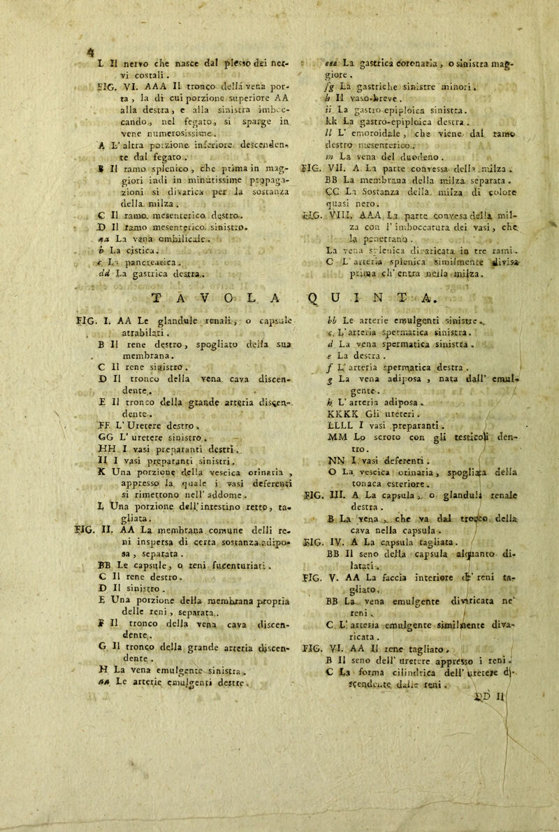L II nervo che nasce dal plesso dei ncr- vi costali. EIG, VI. AAA IL tronco della vena por- ta , la di cui porzione superiore AA alla destra, e alla sinistra imbec- cando., nel fegato., si sparge in vene numerosissime . A L' altra porzione inferiore, desccnden* te dal fegato . B II ramo splenico , che prima in mag- giori indi in minutissime propaga- zioni si divarica per la sostanza della, milza . C II ramo, mesenterico, destro.. D II ramo mesenterico, sinistro. qx La vena cmbilicale- b La c.istica. f L-; pancreatica. dd ha gastrica destra.. T A V C L A EIG. I. A A Le glandule renali.., o capsule atrabilari. B II rene destro, spogliato deila sua membrana. C II rene sinistro. D II tronco della yena. cava discen- dente.. E II tronco della grande arteria discen- dente . EF, L’ Uretere destro „ GG L’uretere sinistro. UH 1 vasi preparanti destri. II I vasi preparanti sinistri. K Una porzione della vescica orinaria , appresso la. quale i vasi deferenti si rimettono nell' addome . L Una porzione dell.’intestino retto, ta- gliata . ìlG. II. AA La membrana comune delli re- ni inspersa di certa sostanza.ndipo* sa , separata . FB Le capsule, Q reni fuCcnturiati . C II rene destro. D II sinistro . E Una porzione della membrana propria delle reni , separata.. £ Il tronco della vena cava discen- dente,, G II tronco della grande arteria discen- dente . H La vena emulgente sinistra . C? w aa Le arterie cnnilgenti destre. sit La gastrica éoronarla , o sinistra mag- giore . fi Ì-a gastriche sinistre minori. h II vaso-breve . ii La gaserò epiploica sinistra, kk La gastro-epiplcica destra . Il L' emoroidale , che viene dal. ramo destro mesenterico. m La vena del duodeno. cIG. VII. A La parte convessa del!1 milza . BB La membrana della milza separata . CC La Sostanza della., milza di colore quasi nero. K.G. PII:. AAA La parte convesa della mil- za con I’imboccarura dei vasi, che. ha penetrano . La vena sy ienica divaricata iu tre rami . C L’ arteria spienica similmente divisi- prima di' entra merla milza. Q U I N T A. bb Le arterie emulgenti sinistre e, L’arteria spermatica sinistra. d La vena spermatica sinistra . e La destra . / L>* arteria spermatica destra . g La vena adiposa , nata dall’ emiri- gente-. h L’ arteria adiposa . KKKK Gli ureteri. LLLL I vasi preparanti. MM Lo scroto con gli testicoli den- tro. IsJN I vasi deferenti. O La vescica orinaria, spogliata della tonaca esteriore. BIG. III. A La capsula ^ o gianduii renale destra . B La yena ,. che va dai tronco. della, cava nella capsula . EIG. IV. A La capsula tagliata. BB li seno della capsula alcjuanto dir latati-, BIG. V. AA La faccia Interiore cip reni far gliato. BB La vena emulgente divaricata ne' reni , / C L! arteria emulgente similmente diva- ricata . EIG. VI. AA II rene tagliato. B II seno dell’ uretere appresso i reni J C La forma cilindrica dell’ Uretere di- scendente. dalie reni. li /