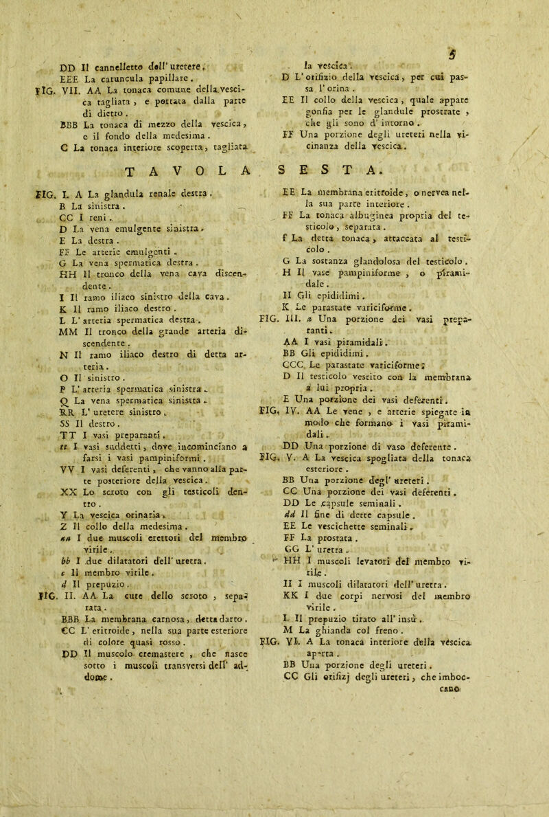 DiD II cannelle»*) doli'uretere. EEE La caruncula papillare. jlG. VII. AA La tonaca comune della.vesci- ca tagliata , e porcata dalla parte di dietro . BBB La tonaca dì mezzo della vescica , e il fondo della medesima . C La tonaca intcriore scoperta, tagliata. TAVOLA flG. L A La gianduia renale destra . B La sinistra . • —, CC I reni .. D La vena emulgente sinistra» E La destra . FÉ Le arterie emulgenti - G La vena spermatica destra . HH II tronco della vena cava discen- dente . I II ramo iliaco sinistro della cava- K II ramo iliaco destro . L L’ arteria spermatica destra . MM II tronco della grande arteria di- scendente . N II ramo iliaco destro di detta ar- teria . O II sinistro . P L’ arteria spermatica sinistra - Q La vena spermatica sinistra _ RR L' uretere sinistro , SS II destro. TT I vasi preparanti. tt I vasi suddetti, dove incominciano a farsi i vasi pampiniformi . VV I vasi deferenti „ che vanno alia par- te posteriore della vescica. XX Lo scroto con gli testicoli den- tro . Y La vescica orinaria » Z II collo della medesima. ** I due muscoli erettori del membro virile. bb I .due dilatatori dell’ uretra. c 11 membro virile, d II prepuzio. JIG. II. AA La cute dello scroto , sepa« rata . BBB La membrana carnosa, dettadarto, CC L' eritroide , nella sua parte esteriore di colore quasi rosso. DD II muscolo cremasterc , che nasce sotto i muscoli transYersi dell’ ad- dooae. la Vescica . D L'orifìzio della vescica, per cui pas- sa 1' orina . EE II collo della vescica , quale appare gonfia per le glandule prostrate , che gli sono d’ intorno . IJ Una porzione degli ureteri nella vi- cinanza della vescica. SESTA. EE La membrana eritroide, onervea nel- la sua parte interiore . EE La tonaca albuginea propria del te- sticolo , separata . f La detta tonaca, attaccata al testi- colo . G La sostanza glandolosa del testicolo . H II vase patupiniforme , o pirami- dale . II Gli epididimi. K Le parastate varicifotme . FIG. III. a, Una porzione dei vasi prepa- ranti . A A I vasi piramidali. BB Gli epididimi. CCC Le parastate variciforme ; D II testicolo vestito con la membrana- a luì propria . E Una potzione dei vasi deferenti . FIG, IV. AA Le vene , c arterie spiegate in modo che formano- i vasi pirami- dali .. DD Una porzione di vaso deferente . FIG. V. A La vescica spogliata della tonaca esteriore . BB Una porzione degl’ ureteri. CC Una porzione dei vasi deferenti . DD Le .capsule seminali . dd II fine di dette capsule . EE Le vescichette seminali. EE La prostata . GG L’ uretra . ■’ EIH I muscoli levatoti del membro vi- rile . II I muscoli dilatatori dell’ uretra. KK I due corpi nervosi del membro virile . I- Il prepuzio tirato all’insù. M La ghianda col freno . FIG. VI. A La tonaca interiore della YCscica ap-rta .. BB Una porzione degli ureteri. CC Gli erifizj degli ureteri, che imboc- cano