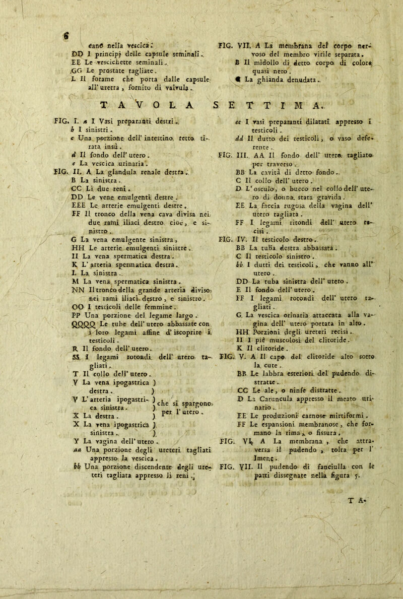éanfi nella vescica; DD I principi delle capsule seminali. EE Le vescichette seminali., .GG Le prostate fagliate. L II forame che porta dalle capsule: all' uretra , fornito di valvula . FIG. VII. A Là membrana det corpo ner- voso del membro virile separata. B II midollo di detto corpo di colore quasi nero . € La ghianda, denudata.. TAVOLA EIG. I. a I Vasi preparanti destri „ b I sinistri „ c Una porzione dell' intestino, tetto ti-, rata insù , d II fondo dell’ utero . e La vescica urinaria1. FIG. II. A La gianduia renale destra » B La sinistra.. CC Li due reni. DD Le vene emulgenti destre . EEE Le arterie emulgenti destre„ EE 11 tronco della vena cava divisa nei due rami iliaci destro cioè, e si- nistro . G La vena emulgente sinistra, HH Le arterie-emulgenti sinistre. II La vena spermatica destra. K L'arteria spermatica destra. L La sinistra . M La vena, spermatica sinistra . NN II tronco della grande arteria diviso: y\ nei rami iliaci, destro , e sinistro. OO I testicoli delle femmine. PP Una porzione del legame largo . Q.Q.Q.Q. Le tube dell'utero abbassate con i loro legami affine d’iscoprire i. testicoli. R II fondo dell’utero. SS. I legami rotondi gliati. T II collo dell'utero. V La vena ipogastrica ) destra. ) V L’arteria ipogastri- ) cfie / ca sinistra. ) X La destra . ) X La vena ipogastrica ) sinistra ^ ) V La vagina dell’ utero . aa Una porzione degli ureteri tagliati appresso la vescica . bb Una porzione discendente degli ure- teri tagliata appresso li reni .J dell' utero ta- si spargono* per 1' utero . S E T T I M A. cc I rasi preparanti dilatati, appresso i testicoli . dd IL dutto dei testicoli, o vaso defe- rente . FIG. III. AA II fondo dell’ utero, tagliato per traverso . BB La cavità di detto fondo.. C II collo dell’utero. D L'osculo, o bucco nei collo dell'ute- ro di donna, stata gravida. EE La faccia rugosa della vagina dell’ utero tagliata . FF I legami ritondi del! utero r«- cisi . FIG. IV. Il testicolo destro. BB La tuba destra abbassata . C II testicolo sinistro . bb I dutti dei testicoli, che vanno alP utero . DD La tuba sinistra dell’ utero . E II fondo del! utero . FF I legami rotondi dell’ utero ta- gliati . G. La vescica orinaria attaccata alla va- gina dell’ utero portata in alto. HH Porzioni degli ureteri recisi. II I piè muscolosi del clitoride. K II clitoride . FIG. V- A II capo del. clitoride alto sotto la cute . BB Le labbra esteriori del pudendo di- stratte .. CC Le ale, o ninfe distratte. D La Caruncula appresso il meato uri- nario . J, EE Le produzioni carnose mirtiformi . FF Le espansioni membranose, che for- mano la rima * o fissura . EIG. Yig A La membrana , che attra- versa il pudendo , tolta per 1' Imene • FIG. VII. Il pudendo di fanciulla con le parti dissegnate ncllk figura f. T A-