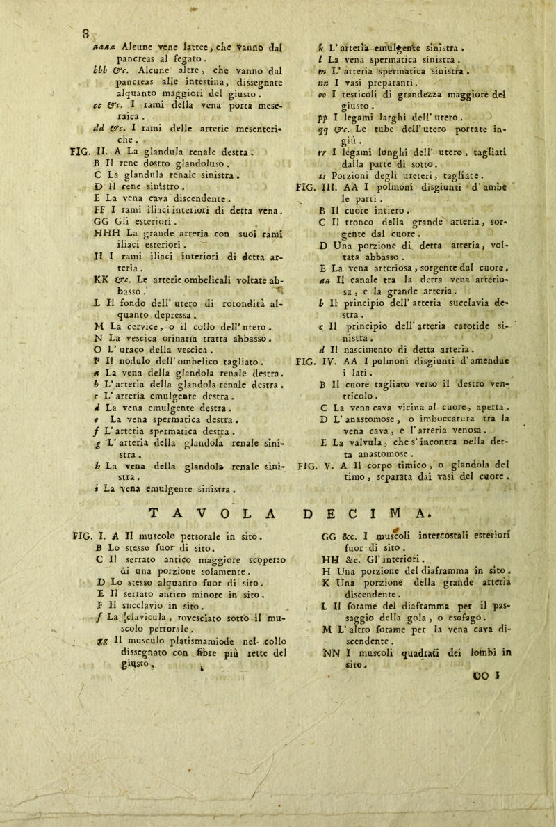 aaaa Alcune vene lattee > che Vanno dal pancreas al fegato. bbb (S’c. Alcune altre, che vanno dal pancreas alle intestina, dissegnate alquanto maggiori del giusto. cc &c. I rami della vena porca mese- raica . dd C?c. I rami delle arterie mesenteri- che . HG. II. A La gianduia renale destra . B II rene de-stro glandoluso . C La gianduia renale sinistra . D 11 rene sinistro. E La vena cava discendente . FF I rami iliaci interiori di detta vena. GG Gli esteriori . HHH La grande arteria con suoi rami iliaci esteriori . 1 II I rami iliaci interiori di detta ar- teria . KK (src. Le arterie ombelicali voltate ab- basso . X II fondo dell’ utero di rotondità al- quanto depressa. M La cervice, o il collo dell’ utero . N La vescica orinaria tratta abbasso. 0 L’ uraco della vescica . P I! nodulo dell’ombelico tagliato. a La vena della glandola renale destra. b L’arteria della fidandola renale destra. r L’ arteria emulgente destra . d La vena emulgente destra . e La vena spermatica destra . / L’arteria spermatica destra. g L’ arteria della glandola renale sini- stra . b La vena della glandola renale sini- stra . 1 La vena emulgente sinistra . TAVOLA FIG. I. A TI muscolo pettorale in sito. B Lo stesso fuor di sito. C II serrato antico maggiore scoperto di una porzione solamente. D Lo stesso alquanto fuor di sito. E II serrato antico minore in sito. F II sneelavio in sito. / La gdavicula , rovesciato sotto il mu- scolo pettorale. &g II musculo platismamiode nel- collo dissegnato con. fibre più rette del giusto, t fi L’arteria emulgente sinistra. I La vena spermatica sinistra . tn L’ arteria spermatica sinistra . nn I vasi preparanti. oo I testicoli di grandezza maggiore del giusto . J>f I legami larghi deli’ utero. qq £Tc. Le tube dell’utero portate in- giù . rr I legami lunghi dell’ utero, tagliati dalla parte di sotto. ss Porzioni degli ureteri, tagliate. FIG. III. AA I polmoni disgiunti d’ ambe N le parti . B II cuore intiero. C II tronco della grande arteria, sor- gente dal cuore. 0 D Una porzione di detta arteria, vol- tata abbasso . E La vena arteriosa , sorgente dal cuore. ah II canale tra la detta vena arterio- sa , e la grande arteria. b II principio dell’ arteria succlavia de- stra . c II principio dell’arteria carotide si- nistra . d II nascimento di detta arteria. FIG. IV. AA I polmoni disgiunti d’amendue 1 Iati. B II cuore tagliato verso il destro ven- tricolo . C La vena cava vicina al cuore, aperta. X) L’ anastomose, o imboccatura tra la vena cava, e l’arteria venosa. E La valvula, che s’incontra nella det- ta anastomose . FIG. V. A II corpo timico, o glandola del timo, separata dai vasi del cuore. DECIMA. GG &c. I inus'coli intercostali esteriori fuor di sito . HH &c. Gl’ interiori. H Una porzione del diaframma in sito . K Una porzione della grande arteria discendente. L II forame del diaframma per il pas- saggio della gola, o esofago. O 3 D M L’ altro forame per la vena cava di- scendente . NN I muscoli quadrati dei lombi in sito. ; OO I