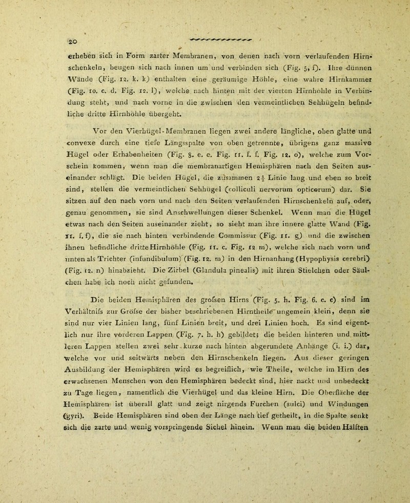 erheben sich in Form zarter Membranen, von denen r.acli vorn verlaufenden Hirn» Schenkeln, beugen sich nach innen um und verbinden sich (Fig. 5, f). Ihre-dünnen Wände (Fig. 12. k. kJ) enthalten eine geräumige Höhle, eine wahre Hirnkammer (Fig. 10. c. d. Fig. 12. 1), welche nach hinten mit der vierten Hirnhöhle in Verbin- dung steht, und nach vorne in die zwischen den vermeintlichen Sehhügeln befind- liche dritte Hirnhohle übergeht. Vor den Vierhügel-Membranen liegen zwei andere längliche, oben glatte und convexe durch eine tiefe Längsspalte von oben getrennte, übrigens ganz massive Hügel oder Erhabenheiten (Fig. 8. e. e. Fig. rr. f. f. Fig. 12. o), welche zum Vor- schein kommen, wenn man die membranartigen Hemisphären nach den Seiten aus- einander schlägt. Die beiden Hügel, die zusammen 21 Linie laug und eben so breit sind, stellen die vermeintlichen Sehhügel (colliculi nervorum opticorurn) dar. Sie sitzen auf den nach vorn und nach den Seiten verlaufenden Hirnschenkeln auf, oder, genau genommen, sie sind Anschwellungen dieser Schenkel. Wenn man die Hügel etwas nach den Seiten auseinander zieht, so sieht man ihre innere glatte Wand (Fig. ir. f. f), die sie nach hinten verbindende Commissur (Fig. rr. §) und die zwischen ihnen befindliche dritte Hirnhöhle (Fig. rt. c. Fig. C2 rn), welche sich nach vorn und unten als Trichter (infundibulum) (Fig. 12. m) in den Hirnanhang (Hypophysis cerebri) (Fig. (2. n) hinabzieht. Die Zirbel (Glandula pinealis) mit ihren Streichen oder Säul- chen habe ich noch nicht gefunden. Die beiden Hemisphären des grofsen Hirns (Fig. 5. h. Fig. 6. c. c) sind im Verhältnis zur Gröfse der bisher beschriebenen Hirntheile ungemein klein, denn sie sind nur vier Linien lang, fünf Linien breit, und drei Linien hoch. Es sind eigent- lich nur ihre vorderen Lappen (Fig. 7. h. h) gebildet; die beiden hinteren und mitt- leren Lappen stellen zwei sehr-kurze nach hinten abgerundete Anhänge (i. i.) dar, Welche vor und seitwärts neben den Hirnschenkeln liegen. Aus dieser geringen Ausbildung der Hemisphären wird es begreiflich, wie Theile, welche im Hirn des erwachsenen Menschen von den Hemisphäi’en bedeckt sind, hier nackt und unbedeckt zu Tage liegen, namentlich die Vierhügel und das kleine Hirn. Die Oberfläche der Hemisphären ist überall glatt und zeigt nirgends Furchen (sulci) und Windungen (gyn). Beide Hemisphären sind oben der Länge nach tief getheilt, in die Spalte senkt eich die zarte und wenig vorspringende Sichel hinein. Wenn man die beiden Hälften