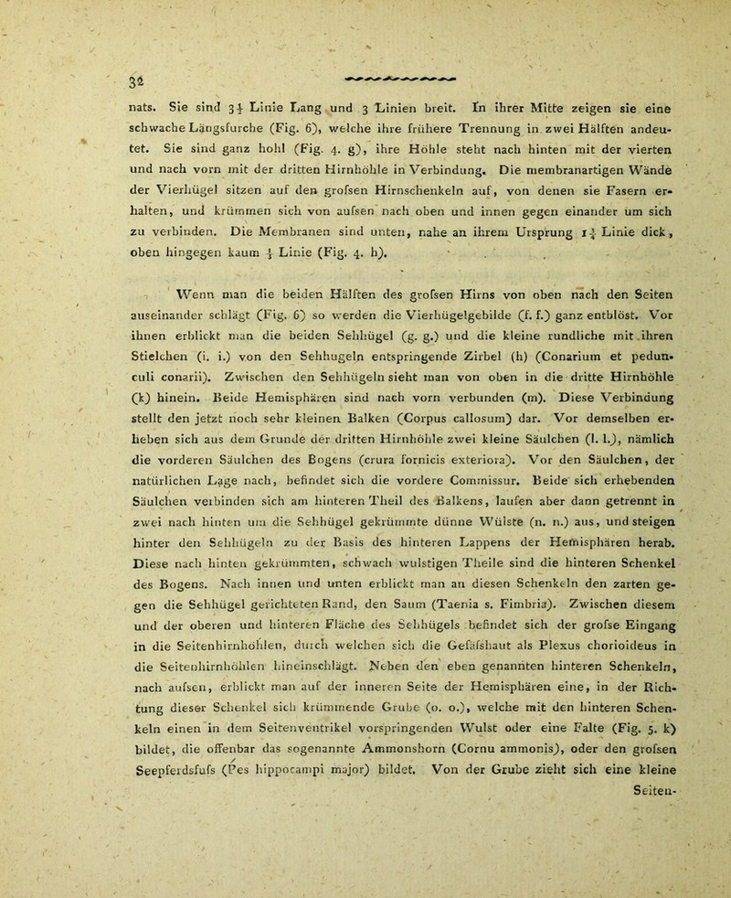 \ 3a nats. Sie sind 34- Linie Lang und 3 Linien breit. In ihrer Mitte zeigen sie eine schwache Lärjgsfurche (Fig. 6), welche ihre frühere Trennung in zwei Hälften andeu- tet. Sie sind ganz hohl (Fig. 4. g), ihre Höhle steht nach hinten mit der vierten und nach vorn mit der dritten Hirnhöhle in Verbindung. Die niembranartigen Wände der Vierhügel sitzen auf den grofsen Hirnschenkeln auf, von denen sie Fasern er- halten, und krümmen sich von aufsen nach oben und innen gegen einander um sich \ - zu verbinden. Die Membranen sind unten, nahe an ihrem Ursprung i-|- Linie dick, oben hingegen kaum \ Linie (Fig. 4. h). 1 Wenn man die beiden Hälften des grofsen Hirns von oben nach den Seiten auseinander schlägt (Fig. 6) so werden die Vierhügelgebilde (f. f.) ganz entblöst. Vor ihnen erblickt man die beiden Selihügel (g. g.) und die kleine rundliche mit ihren Stielchen (i. i.) von den Sehhugeln entspringende Zirbel (h) (Conarium et pedun« culi conarii). Zwischen den Sehhügeln sieht man von oben in die dritte Hirnhöhle (k) hinein. Beide Hemisphären sind nach vorn verbunden (m). Diese Verbindung stellt den jetzt noch sehr kleinen Balken (Corpus callosum) dar. Vor demselben er- heben sich aus dem Grunde der dritten Hirnhöhle zwei kleine Säulchen (1. l.J, nämlich die vorderen Säulchen des Bogens (crura fornicis exteriora). Vor den Säulchen, der natürlichen Lage nach, befindet sich die vordere Commissur. Beide sich erhebenden Säulchen verbinden sich am hinteren Theil des Balkens, laufen aber dann getrennt in zwei nach hinten uni die Sehhügel gekrümmte dünne Wülste (n. n.) aus, und steigen hinter den Sehhügeln zu der Basis des hinteren Lappens der Hemisphären herab. Diese nach hinten gekrümmten, schwach wulstigen Theile sind die hinteren Schenkel des Bogens. Nach innen und unten erblickt man an diesen Schenkeln den zarten ge- gen die Sehhügel gerichteten Rand, den Saum (Taenia s. Fimbria). Zwischen diesem und der oberen und hinteren Fläche des Sehhügels befindet sich der grofse Eingang in die Seitenhirnhöhlen, durch welchen sich die Gefafshaut als Plexus chorioideus in die Seitenhirnhöhlen hineinschlägt. Neben den eben genannten hinteren Schenkeln, nach aufsen, erblickt man auf der inneren Seite der Hemisphären eine, in der Rich- tung dieser Schenkel sicli krümmende Grube (o. o.), welche mit den hinteren Schen- keln einen in dem Seitenventrikel vorspringenden Wulst oder eine Falte (Fig. 5. k) bildet, die offenbar das sogenannte Ammonshorn (Cornu ammonis), oder den grof&en / Seepferdsfufs (Pes hippocampi major) bildet. Von der Grube zieht sich eine kleine Seiten- I