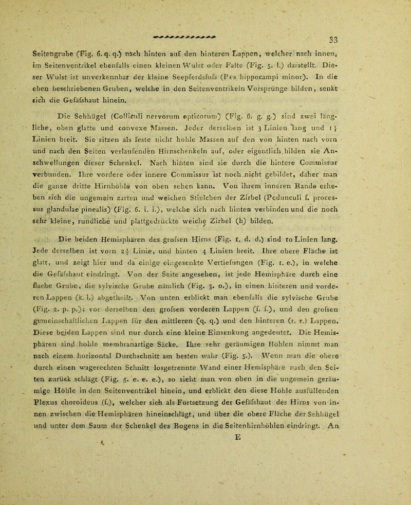 Seltengrube (Fig. 6. q. q.) nach hinten auf den hinteren Lappen, welcher nach innen, im Seitenventrikel ebenfalls einen kleinen Wulst oder Falte (Fig. 5. 1.) darstellt. Die- ser Wulst ist unverkennbar der kleine Seepferdsfufs (Pes hippocampi rninor). In die eben beschriebenen Gruben, welche in den Seitenventrikeln Vorsprünge bilden, senkt sich die Gefäfshaut hinein. Die Sehhügel (Coüiculi nervorum opticorum) (Fig. 6. g. g.) sind zwei läng- liche, oben glatte und convexe Massen. Jeder derselben ist 3 Linien lang und 1 } Linien breit. Sie sitzen als feste nicht hohle Massen auf den von hinten nach vorn und nach den Seiten verlaufenden Hirnschenkeln auf, oder eigentlich bilden sie An- schwellungen dieser Schenkel. Nach hinten sind sie durch die hintere Commissur verbunden. Ihre vordere oder innere Commissur ist noch nicht gebildet, daher man die ganze dritte Hirnhöhle von oben sehen kann. Von ihrem inneren Rande erhe- ben sich die ungemein zarten und weichen Stielcben der Zirbel (Pedunculi f. proces- sus glandulae pinealis) (Fig. 6. i. i.), welche sich nach hinten verbinden und die noch sehr kleine, rundliche und plattgedrückte weiche Zirbel (h) bilden. Die beiden Hemisphären des grofsen Hirns (Fig. I. d. d.) sind To Linien lang. Jede derselben ist vorn s-k Linie, und hinten 4 Linien breit. Ihre obere Fläche ist glatt, und zeigt hier und da einige eingesenkte Vertiefungen (Fig. r. e.), in welche die Gefäfshaut eindringt. Von der Seite angesehen, ist jede Hemisphäre durch eine flache Grube, die sylvisehe Grube nämlich (Fig. 3. o.), in einen hinteren und vorde- ren Lappen (k. 1.) abgetheilt. Von unten erblickt man ebenfalls die sylvisehe Grube (Fig. 3. p. p,); vor derselben den grofsen vorderen Lappen (f. f.), und den grofsen gemeinschaftlichen Lappen für den mittleren (q. q.) und den hinteren (r. r.) Lappen. Diese bgiden Lappen sind nur durch eine kleine Einsenkung angedeutet. Die Hemis- phären sind hohle membranartige Säcke. Ihre sehr geräumigen Höhlen nimmt man rach einem horizontal Durchschnitt am besten wahr (Fig. 5.). Wenn inan die obere durch einen wagerechten Schnitt losgetrennte Wand einer Hemisphäre nach den Sei- ten zurück schlägt (Fig. 5. e. e. e.), so sieht man von oben in die ungemein geräu- mige Hohle in den Seitenventrikel hinein, und erblickt den diese Höhle ausfüllenden Plexus choroideus (£), welcher sich als Fortsetzung der Gefäfshaut des Hirns von in- nen zwischen die Hemisphären hineinschlägt, und über die obere Fläche derSehhügel und unter dem Saum der Schenkel des Bogens in die Seitenhirnhöhlen eindringt. An