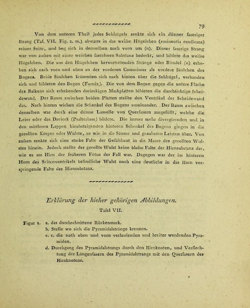 Von dem unteren Theil jedes Sehhügels senkte sicli ein dünner faseriger Strang (Taf. VII. Fig. 2. m.) abwärts in das weifse Hügelchen (eminentia candicans) seiner Seite, und bog sich in demselben nach vorn um (n). Dieser faserige Strang war von aufsen mit einer weichen faserlosen Substanz bedeckt, und bildete das weifse Hügelchen. Die aus den Hügelchen hervortretenden Stränge oder Bündel (o) erho- ben sich nach vorn und oben an der vorderen Cornmissur als vordere Säulchen des Bogens. Beide Säulchen krümmten sich nach hinten über die Sehhügel, verbanden sich und bildeten den Bogen (Fornix). Die von dem Bogen gegen die untere Fläche des Balkens sich erhebenden dreieckigen Markplatten bildeten die durchsichtige Schei- dewand. Der Raum zwischen beiden Platten stellte den Ventrikel der Scheidewand dar. Nach hinten wichen die Schenkel des Bogens auseinander. Der Raum zwischen denselben war durch eine dünne Lamelle von Querfasern ausgefüllt, welche die Leier oder das Dreieck (PsalteriumJ bildete. Die immer mehr clivergirenden und in den mittleren Lappen hinabsteigenden hinteren Schenkel des Bogens gingen in die gerollten Körper oder Wülste, so wie in die Säume und gezahnten Leisten über. Von aufsen senkte sich eine starke Falte der Gefäfshaut in die Masse des gerollten Wul- stes hinein. Jedoch stellte der gerollte Wulst keine blofse Falte der Hirnsubstanz dar, wie es am Hirn .der früheren Fötus der Fall war. Dagegen war der im hinteren Horn des Seitenventrikels befindliche Wulst noch eine deutliche in das Horn vor- springende Falte der Hirnsubstanz. Erklärung der liieher gehörigen Abbildungen. Tafel VII. Figur 2. a. das durchschnittene Rückenmark. b. Stelle wo sich die Pyramidalstränge kreuzen. c. c. die nach oben und vorn verlaufenden und breiter werdenden Pyra- miden. d. Durchgang des Pyramidalstrangs durch den Hirnknoten, und Verflech- tung der Längenfasern des Pyramidalstrangs mit den Querfasern des Hirnknotens.