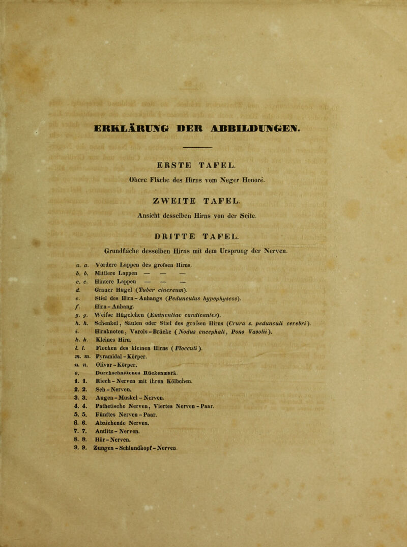ERKLÄRUNG RER ABBILDMGEM. ERSTE TAFEL. Obere Fläche des Hirns vom Neger Honore. ZWEITE TAFEL. Ansicht desselben Hirns von der Seite. DRITTE TAFEL. Grundfläche desselben Hirns mit dem Ursprung der Nerven. a. a. Vordere Lappen des grofsen Hirns. b. b. Mittlere Lappen — — — c. c. Hintere Lappen — — — d. Grauer Hügel (Tuber einereum). e. Stiel des Hirn-Anhangs (Pedunculus hypopliyseos). f. Hirn-Anhang. g. g. Weifse Hügelchen (Eminenliae candicantes). h. h. Schenkel, Säulen oder Stiel des grofsen Hirns (Crura s. pedunculi cerebri). i. Hirnknoten, Varols-Brücke (Nodus encephali, Pons Vaso/ii). k. k. Kleines Hirn. l. I. Flocken des kleinen Hirns ( Flocculi). m. m. Pyramidal-Körper. n. n. Olivar - Körper. 0. Durchschnittenes Rückenmark. 1. 1. Riech-Nerven mit ihren Kölbchen. 2. 2. Seh - Nerven. 3. 3. Augen-Muskel-Nerven. 4. 4. Pathetische Nerven, Viertes Nerven-Paar. 5. 5. Fünftes Nerven-Paar. 6. 6. Abziehende Nerven. 7. 7. Antlitz - Nerven. 8. 8. Hör-Nerven.