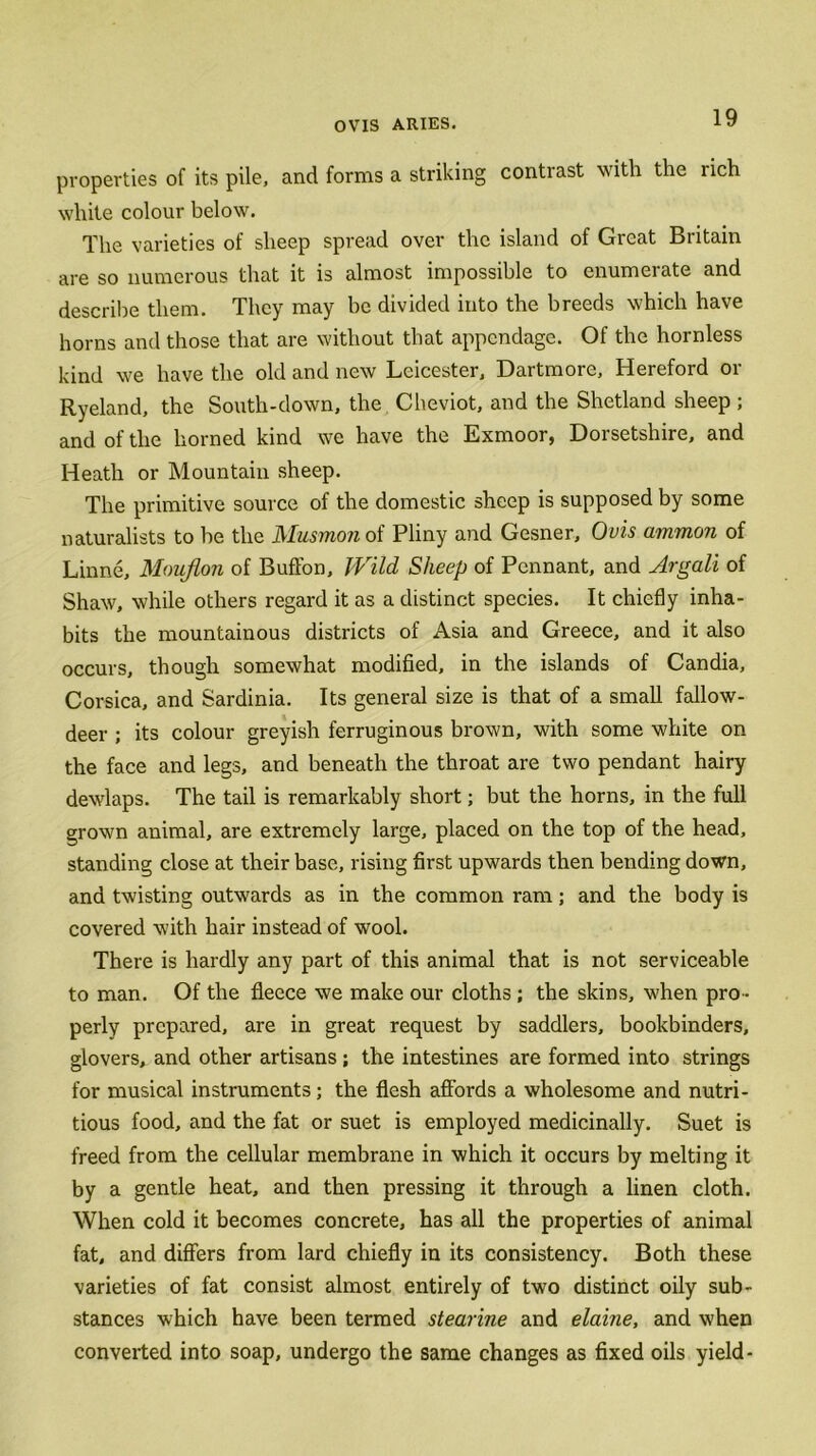 properties of its pile, and forms a striking contrast with the rich white colour below. The varieties of sheep spread over the island of Great Britain are so numerous that it is almost impossible to enumerate and describe them. They may be divided into the breeds which have horns and those that are without that appendage. Of the hornless kind we have the old and new Leicester, Dartmore, Hereford or Ryeland, the South-down, the Cheviot, and the Shetland sheep ; and of the horned kind we have the Exmoor, Dorsetshire, and Heath or Mountain sheep. The primitive source of the domestic sheep is supposed by some naturalists to he the Musmon of Pliny and Gesner, Ovis ammon of Linne, Moujlon of Buffon, Wild Sheep of Pennant, and Argali of Shaw, while others regard it as a distinct species. It chiefly inha- bits the mountainous districts of Asia and Greece, and it also occurs, though somewhat modified, in the islands of Candia, Corsica, and Sardinia. Its general size is that of a small fallow- deer ; its colour greyish ferruginous brown, with some white on the face and legs, and beneath the throat are two pendant hairy dewlaps. The tail is remarkably short; but the horns, in the full grown animal, are extremely large, placed on the top of the head, standing close at their base, rising first upwards then bending down, and twisting outwards as in the common ram; and the body is covered with hair instead of wool. There is hardly any part of this animal that is not serviceable to man. Of the fleece we make our cloths; the skins, when pro - perly prepared, are in great request by saddlers, bookbinders, glovers, and other artisans ; the intestines are formed into strings for musical instruments; the flesh affords a wholesome and nutri- tious food, and the fat or suet is employed medicinally. Suet is freed from the cellular membrane in which it occurs by melting it by a gentle heat, and then pressing it through a linen cloth. When cold it becomes concrete, has all the properties of animal fat, and differs from lard chiefly in its consistency. Both these varieties of fat consist almost entirely of two distinct oily sub- stances which have been termed stearine and elaine, and when converted into soap, undergo the same changes as fixed oils yield-