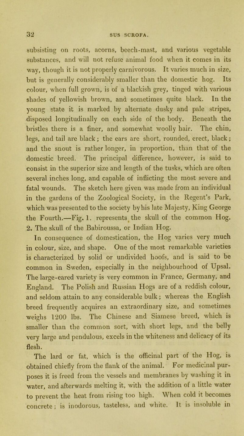 subsisting on roots, acorns, bcech-mast, and various vegetable substances, and will not refuse animal food when it comes in its way, though it is not properly carnivorous. It varies much in size, but is generally considerably smaller than the domestic hog. Its colour, when full grown, is of a blackish grey, tinged with various shades of yellowish brown, and sometimes quite black. In the young state it is marked by alternate dusky and pale stripes, disposed longitudinally on each side of the body. Beneath the bristles there is a finer, and somewhat woolly hair. The chin, legs, and tail are black; the ears are short, rounded, erect, black; and the snout is rather longer, in proportion, than that of the domestic breed. The principal difference, however, is said to consist in the superior size and length of the tusks, which are often several inches long, and capable of inflicting the most severe and fatal wounds. The sketch here given was made from an individual in the gardens of the Zoological Society, in the Regent’s Park, which was presented to the society by his late Majesty, King George the Fourth.—Fig. 1. represents the skull of the common Hog. 2. The skull of the Babiroussa, or Indian Hog. In consequence of domestication, the Hog varies very much in colour, size, and shape. One of the most remarkable varieties is characterized by solid or undivided hoofs, and is said to be common in Sweden, especially in the neighbourhood of Upsal. The large-eared variety is very common in France, Germany, and England. The Polish and Russian Hogs are of a reddish colour, and seldom attain to any considerable bulk ; whereas the English breed frequently acquires an extraordinary size, and sometimes weighs 1200 lbs. The Chinese and Siamese breed, which is smaller than the common sort, with short legs, and the belly very large and pendulous, excels in the whiteness and delicacy of its flesh. The lard or fat, which is the officinal part of the Hog, is obtained chiefly from the flank of the animal. For medicinal pur- poses it is freed from the vessels and membranes by washing it in water, and afterwards melting it, with the addition of a little water to prevent the heat from rising too high. When cold it becomes concrete ; is inodorous, tasteless, and white. It is insoluble in
