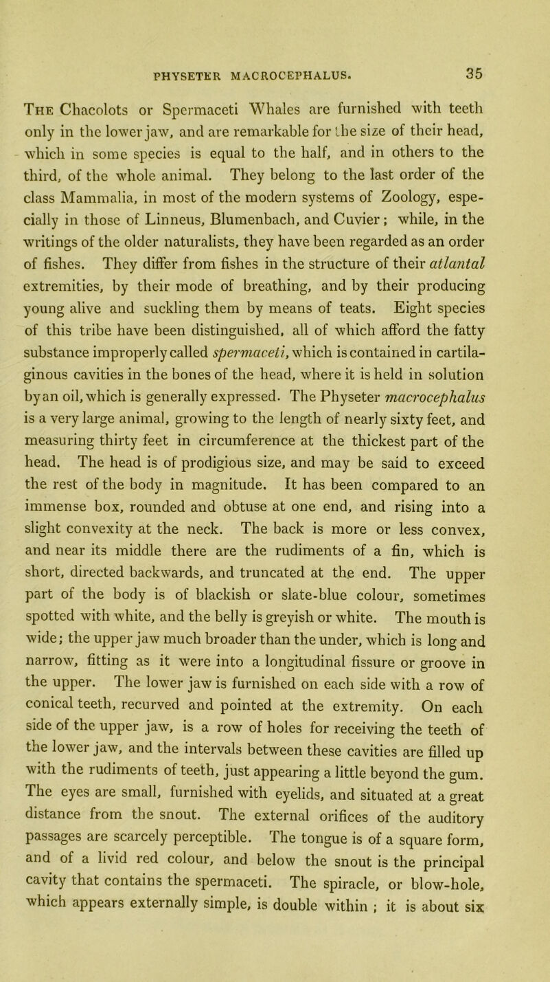 The Chacolots or Spermaceti Whales are furnished with teeth only in the lower jaw, and are remarkable for the size of their head, which in some species is equal to the half, and in others to the third, of the whole animal. They belong to the last order of the class Mammalia, in most of the modern systems of Zoology, espe- cially in those of Linneus, Blumenbach, and Cuvier; while, in the writings of the older naturalists, they have been regarded as an order of fishes. They differ from fishes in the structure of their atlantal extremities, by their mode of breathing, and by their producing young alive and suckling them by means of teats. Eight species of this tribe have been distinguished, all of which afford the fatty substance improperly called spermaceti, which is contained in cartila- ginous cavities in the bones of the head, where it is held in solution by an oil, which is generally expressed. The Physeter macrocephalus is a very large animal, growing to the length of nearly sixty feet, and measuring thirty feet in circumference at the thickest part of the head. The head is of prodigious size, and may be said to exceed the rest of the body in magnitude. It has been compared to an immense box, rounded and obtuse at one end, and rising into a slight convexity at the neck. The back is more or less convex, and near its middle there are the rudiments of a fin, which is short, directed backwards, and truncated at the end. The upper part of the body is of blackish or slate-blue colour, sometimes spotted with white, and the belly is greyish or white. The mouth is wide; the upper jaw much broader than the under, which is long and narrow, fitting as it were into a longitudinal fissure or groove in the upper. The lower jaw is furnished on each side with a row of conical teeth, recurved and pointed at the extremity. On each side of the upper jaw, is a row of holes for receiving the teeth of the lower jaw, and the intervals between these cavities are filled up with the rudiments of teeth, just appearing a little beyond the gum. The eyes are small, furnished with eyelids, and situated at a great distance from the snout. The external orifices of the auditory passages are scarcely perceptible. The tongue is of a square form, and of a livid red colour, and below the snout is the principal cavity that contains the spermaceti. The spiracle, or blow-hole, which appears externally simple, is double within ; it is about six
