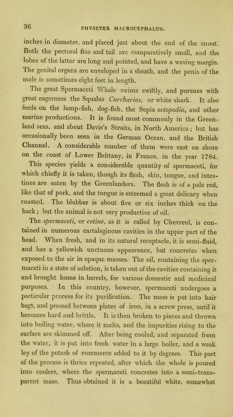 PHYSETER MACROCEPHALUS. inches in diameter, and placed just about the end of the snout. Both the pectoral fins and tail are comparatively small, and the lobes of the latter are long and pointed, and have a waving margin. The genital organs are enveloped in a sheath, and the penis of the male is sometimes eight feet in length. The great Spermaceti Whale swims swiftly, and pursues with great eagerness the Squalus Carcharias, or white shark. It also feeds on the lump-fish, dog-fish, the Sepia octopodia, and other marine productions. It is found most commonly in the Green- land seas, and about Davis’s Straits, in North America; but has occasionally been seen in the German Ocean, and the British Channel. A considerable number of them were cast on shore on the coast of Lower Brittany, in France, in the year 1784. This species yields a considerable quantity of spermaceti, for which chiefly it is taken, though its flesh, skin, tongue, and intes- tines are eaten by the Greenlanders. The flesh is of a pale red, like that of pork, and the tongue is esteemed a great delicacy when roasted, The blubber is about five or six inches thick on the back ; but the animal is not very productive of oil. The spermaceti, or cetine, as it is called by Chevreul, is con- tained in numerous cartalaginous cavities in the upper part of the head. When fresh, and in its natural receptacle, it is semi-fluid, and has a yellowish unctuous appearance, but concretes when exposed to the air in opaque masses. The oil, containing the sper- maceti in a state of solution, is taken out of the cavities containing it and brought home in barrels, for various domestic and medicinal purposes. In this country, however, spermaceti undergoes a particular process for its purification. The mass is put into hair bags, and pressed between plates of iron, in a screw press, until it becomes hard and brittle. It is then broken to pieces and thrown into boiling water, where it melts, and the impurities rising to the surface are skimmed off'. After being cooled, and separated from the water, it is put into fresh water in a large boiler, and a weak ley of the potash of commerce added to it by degrees. This part of the process is thrice repeated, after which the whole is poured into coolers, where the spermaceti concretes into a semi-trans- parent mass. Thus obtained it is a beautiful white, somewhat