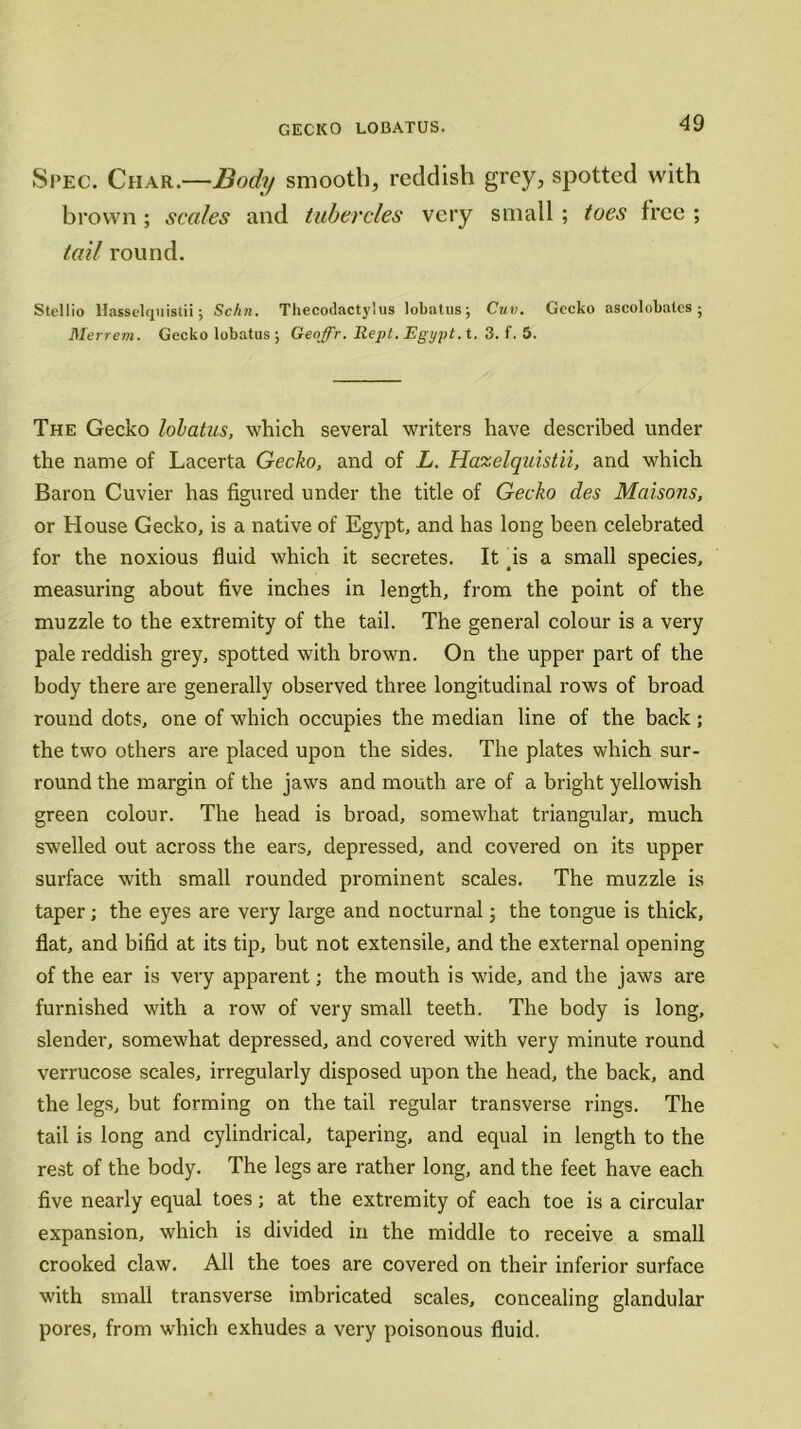 Spec. Char.—Body smooth, reddish grey, spotted with brown; scales and tubercles very small ; toes free ; tail round. Stellio Hassclquistii; Schn. Thecodactylus lobatus; Cuv. Gecko ascolobates; Merrem. Gecko lobatus ; Geoffr. Rept. Egypt, t. 3. f. 5. The Gecko hiatus, which several writers have described under the name of Lacerta Gecko, and of L. Haxelquistii, and which Baron Cuvier has figured under the title of Gecko des Maisons, or House Gecko, is a native of Egypt, and has long been celebrated for the noxious fluid which it secretes. It is a small species, measuring about five inches in length, from the point of the muzzle to the extremity of the tail. The general colour is a very pale reddish grey, spotted with brown. On the upper part of the body there are generally observed three longitudinal rows of broad round dots, one of which occupies the median line of the back; the two others are placed upon the sides. The plates which sur- round the margin of the jaws and mouth are of a bright yellowish green colour. The head is broad, somewhat triangular, much swelled out across the ears, depressed, and covered on its upper surface with small rounded prominent scales. The muzzle is taper; the eyes are very large and nocturnal; the tongue is thick, flat, and bifid at its tip, but not extensile, and the external opening of the ear is very apparent; the mouth is wide, and the jaws are furnished with a row of very small teeth. The body is long, slender, somewhat depressed, and covered with very minute round verrucose scales, irregularly disposed upon the head, the back, and the legs, but forming on the tail regular transverse rings. The tail is long and cylindrical, tapering, and equal in length to the rest of the body. The legs are rather long, and the feet have each five nearly equal toes; at the extremity of each toe is a circular expansion, which is divided in the middle to receive a small crooked claw. All the toes are covered on their inferior surface with small transverse imbricated scales, concealing glandular pores, from which exhudes a very poisonous fluid.