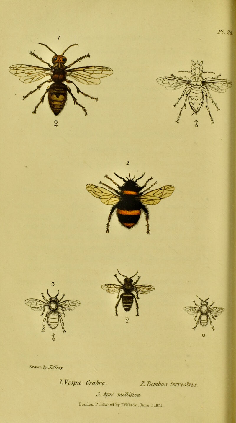 Drawn ty Doff ray 1. Vespa, Crabro 2.3omtbus terrains. 3 Apis rruMifica London. Pnbli^cd.lry J.Wilson, June 1 IS51 .