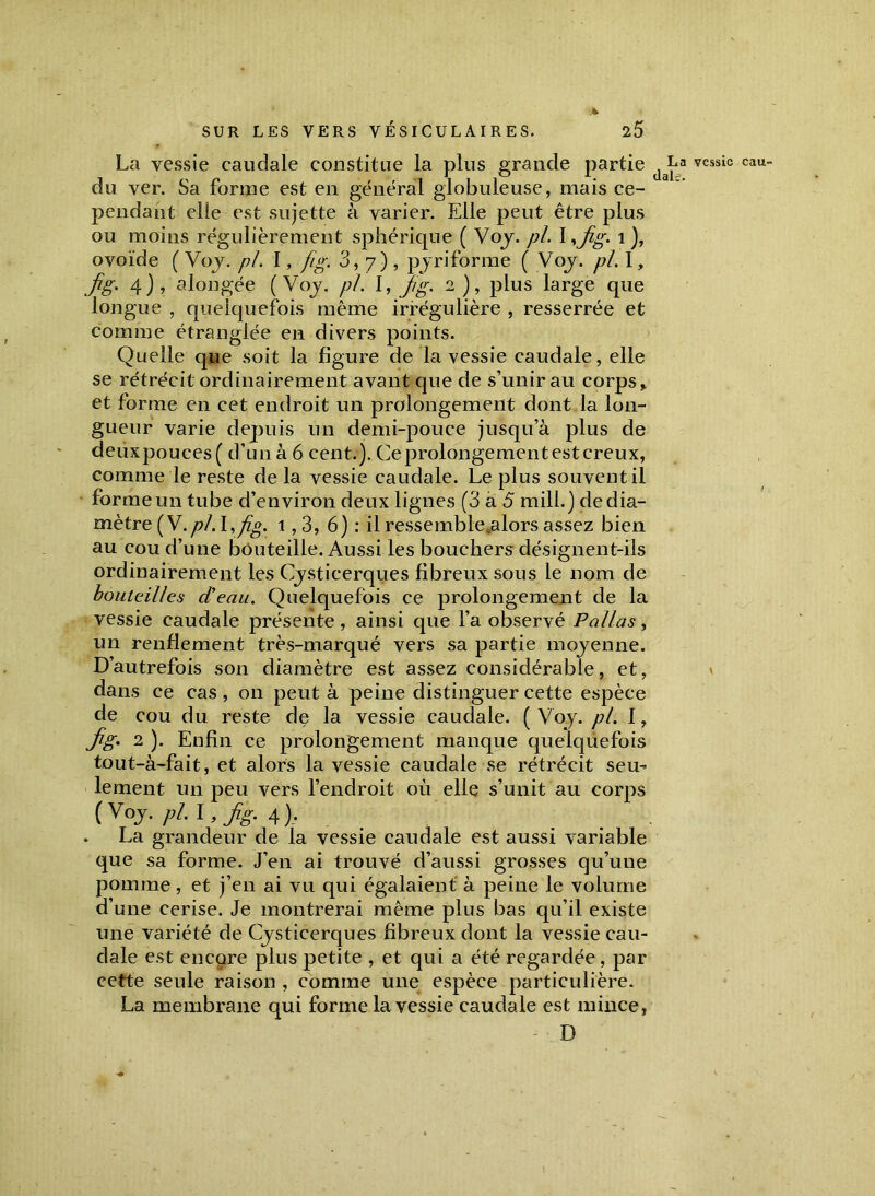 La vessie caudale constitue la plus grande partie vessic cau du ver. Sa forme est en général globuleuse, mais ce- pendant elle est sujette à varier. Elle peut être plus ou moins régulièrement sphérique ( Voy. pl. I *jig. 1 ), ovoïde ( Voy. pl. I, fig. 3, 7) , py riforme ( Voy. pi. 1, fig. 4) , alongée (Voy. pi. I, J/g. 2 ), plus large que longue , quelquefois même irrégulière , resserrée et comme étranglée en divers points. Quelle que soit la figure de la vessie caudale, elle se rétrécit ordinairement avant que de s’unir au corps > et forme en cet endroit un prolongement dont la lon- gueur varie depuis un demi-pouce jusqu’à plus de deuxpouces( d’un à 6 cent.). Ce prolongement est creux, comme le reste de la vessie caudale. Le plus souvent il forme un tube d’environ deux lignes (3 a 5 mill.) de dia- mètre ( V.pl. I,fig. 1,3, 6) : il ressemble,alors assez bien au cou d’une bouteille. Aussi les bouchers désignent-ils ordinairement les Cysticerques fibreux sous le nom de bouteilles d'eau. Quelquefois ce prolongement de la vessie caudale présente , ainsi que l’a observé P allas , un renflement très-marqué vers sa partie moyenne. D’autrefois son diamètre est assez considérable, et, » dans ce cas , 011 peut à peine distinguer cette espèce de cou du reste de la vessie caudale. (Voy. pl. I, Jig. 2 ). Enfin ce prolongement manque quelquefois tout-à-fait, et alors la vessie caudale se rétrécit seu^ lement un peu vers l’endroit où elle s’unit au corps ( Voy. pl. I, fig. 4 ). _ . La grandeur de la vessie caudale est aussi variable que sa forme. J’en ai trouvé d’aussi grosses qu’une pomme, et j’en ai vu qui égalaient à peine le volume d’une cerise. Je montrerai même plus bas qu’il existe une variété de Cysticerques fibreux dont la vessie cau- dale est encore plus petite , et qui a été regardée, par cette seule raison , comme une espèce particulière. La membrane qui forme la vessie caudale est mince, - D