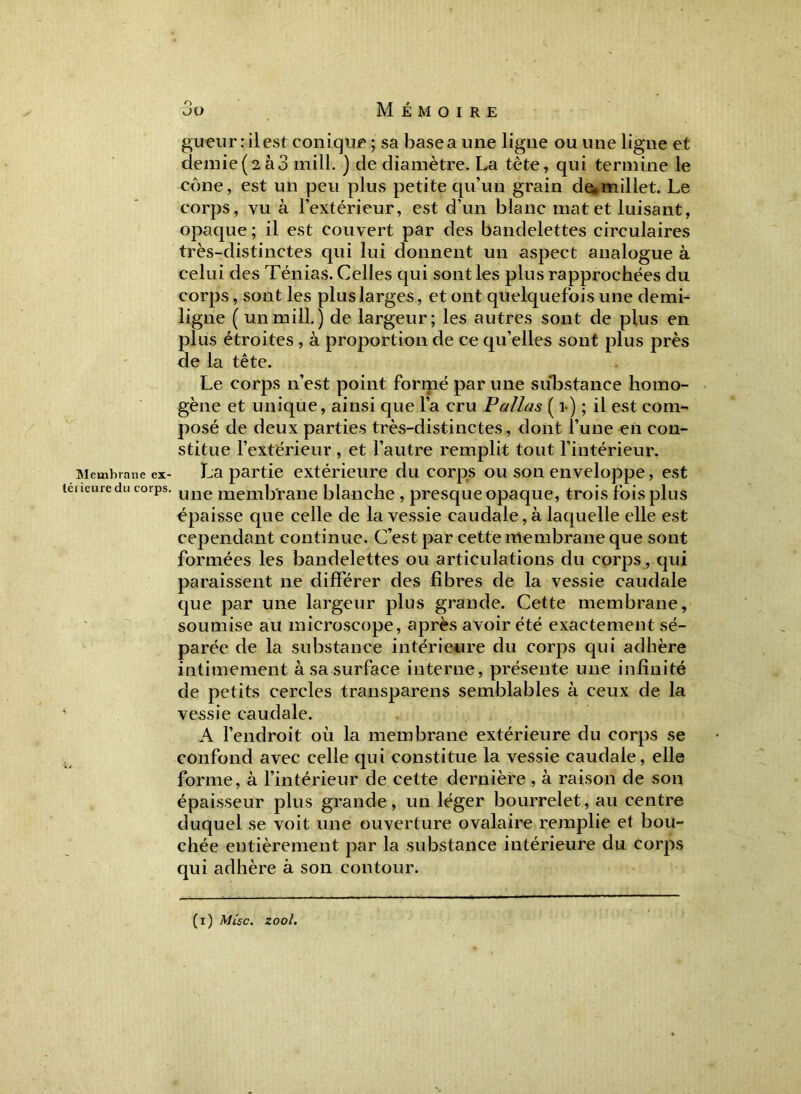 Membrane ex- térieure du corps. 3 o Mémoire gueur : il est conique 5 sa base a une ligne ou une ligne et demie(2a3 mill. ) de diamètre. La tète, qui termine le cône, est un peu plus petite qu’un grain de.millet. Le corps, vu à l’extérieur, est d’un blanc mat et luisant, opaque ; il est couvert par des bandelettes circulaires très-distinctes qui lui donnent un aspect analogue à celui des Ténias. Celles qui sont les plus rapprochées du corps, sont les plus larges, et ont quelquefois une demi- ligne ( un mill. ) de largeur; les autres sont de plus en plus étroites , à proportion de ce qu’elles sont plus près de la tête. Le corps n’est point formé par une substance homo- gène et unique, ainsi que l’a cru P allas ( 1) ; il est com- posé de deux parties très-distinctes, dont l’une en con- stitue l’extérieur , et l’autre remplit tout l’intérieur. La partie extérieure du corps ou son enveloppe, est une membrane blanche , presque opaque, trois fois plus épaisse que celle de la vessie caudale, à laquelle elle est cependant continue. C’est par cette membrane que sont formées les bandelettes ou articulations du corps, qui paraissent 11e différer des fibres de la vessie caudale que par une largeur plus grande. Cette membrane, soumise au microscope, après avoir été exactement sé- parée de la substance intérieure du corps qui adhère intimement à sa surface interne, présente une infinité de petits cercles transparens semblables à ceux de la vessie caudale. A l’endroit où la membrane extérieure du corps se confond avec celle qui constitue la vessie caudale, elle forme, à l’intérieur de cette dernière , à raison de son épaisseur plus grande, un léger bourrelet, au centre duquel se voit une ouverture ovalaire remplie et bou- chée entièrement par la substance intérieure du corps qui adhère à son contour.