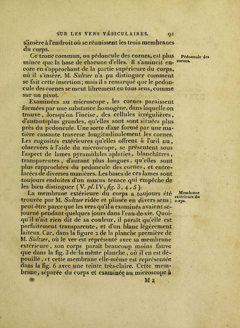 Sinsère à l'endroit où se réunissent les trois membranes du corps. Ce tronc commun, ou pédoncule des cornes, est/plus Pédoncule de* mince que la base de chacune d’elles. Il s’amincit en- corneï* core en s’approchant de la partie supérieure du corps, où il s’insère. M. Sultzer n’a pu distinguer comment se fait cette insertion ; mais il a remarqué que le pédon- cule des cornes se meut librement en tous sens, comme sur un pivot Examinées au microscope , les cornes paraissent formées par une substance homogène, dans laquelle on trouve, lorsqu’on l’incise, des cellules irrégulières, d’autant plus grandes, qu’elles sont sont situées plus près du pédoncule. Une sorte d’axe formé par une ma- tière cassante traverse longitudinalement les cornes. Les rugosités extérieures qu’elles offrent à l’œil nu, observées à l’aide du microscope, se présentent sous l’aspect de lames pyramidales aplaties , blanchâtres , transparentes , d’autant plus longues, qu’elles sont plus rapprochées du pédoncule des cornes, et entre- lacées de diverses manières. Les bases de ces lames sont toujours enduites d’un mucus tenace qui empêche de les bien distinguer ( V. /?/. I V,j^. 3,4,5)* La membrane extérieure du corps a toujours été Membrane , , -if 1. t ,. extérieure du trouvée par M. ou/tzer ridée et piissee en divers sens ; corps, peut-être parce que les vers qu’il a examinés avaient sé- journé pendant quelques jours dans l’eau-de-vie. Quoi- qu’il 11’ait rien dit de sa couleur, il paraît qu’elle est parfaitement transparente, et d’un blanc légèrement laiteux. Car, dans la figure 2 de la planche première de M. Sultzer, où le ver est représenté avec sa membrane extérieure, son corps paraît beaucoup moins fauve que dans la fig. 3 de la même planche , où il en est dé- pouillé , et cette membrane elle-même est représentée dans la fig. 6 avec une teinte très-claire. Cette mem- brane, séparée du corps et examinée au microscope à Ma